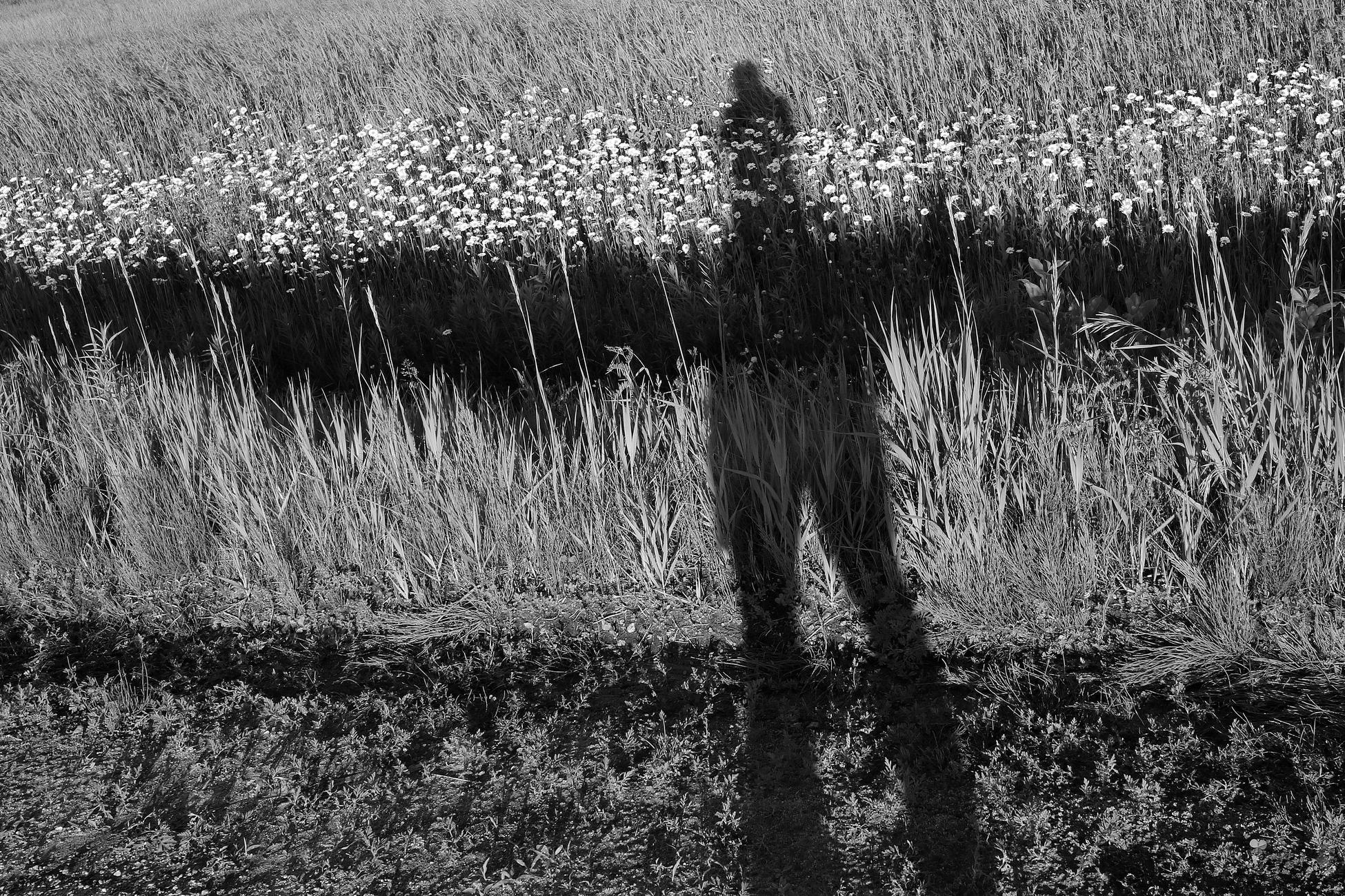 Black and white photograph of the photographer's shadow, projected on the field of wildflowers in front of her, the sun at her back. At the bottom of the photo, the side of the road. Then a strip of hay and tall grasses. In the middle, a ditch that creates a shadowy and dark strip. Higher up, white daisies create a luminous and paler strip. Finally, a strip of hay at the top of the photo. This succession of vegetation creates lines that cut out the photographer's silhouette.

Photographie noir et blanc de l'ombre de la photographe, projetée sur le champ de fleurs sauvages devant elle, le soleil dans le dos. Dans le bas de la photo, le bord de la route. Puis une bande de foin et grandes herbes. Au milieu, un fossé qui crée une bande ombragée et sombre. Plus haut, des marguerites blanches créent une bande plus pâle et lumineuse. Enfin, une bande de foin dans le haut de la photo. Cette succession de végétation crée des lignes qui découpent la silhouette de la photographe.