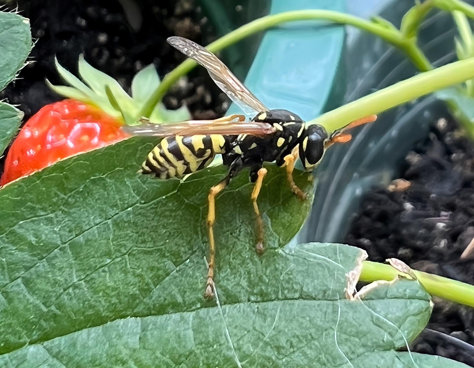A yellowjacket wasp on a strawberry leaf. A strawberry is in the background.