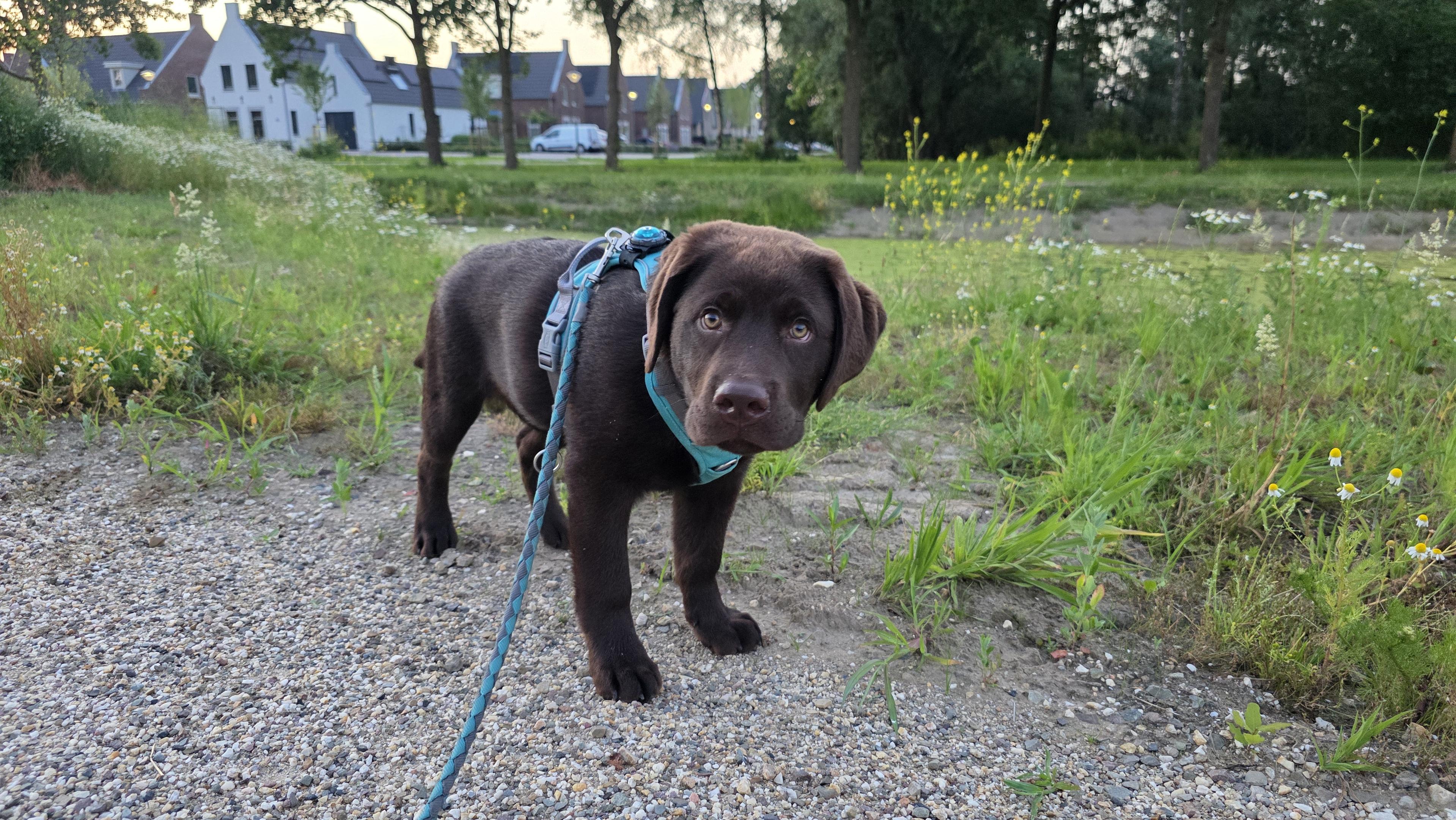 A lovely full-body shot captures Koa, the chocolate brown Labrador Retriever puppy, standing proudly on a pebbled gravel path during an early morning walk. He is facing forward, looking directly at the camera with a sweet, serious expression in his soulful brown eyes and his characteristic floppy ears framing his face. He wears his familiar bright teal harness, with a matching braided leash extending down into the lower left foreground. His rich, dark chocolate coat looks incredibly soft. He stands at the edge of the path, which meets a wide, green grassy bank dotted with small yellow and white wildflowers. In the soft dawn background, a line of trees and neat modern neighborhood houses stand under a pale sky, capturing a quiet, peaceful morning routine.