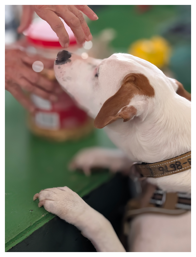 large white dog with brown ears and a harness sniffs a person’s hand over a green wood counter, front paws resting on it. a person's hands open a container of dog treats.