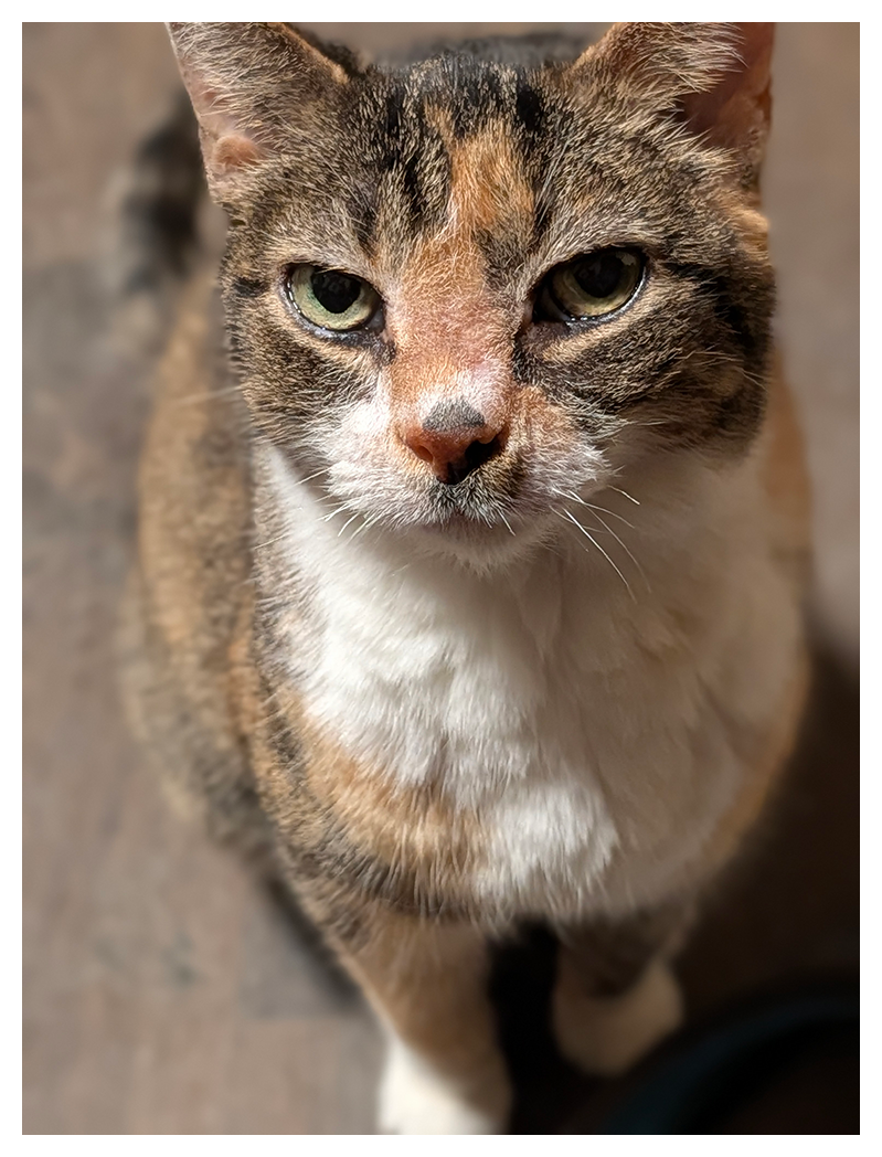 high-angle view of a calico cat with white markings sitting on a brown tile floor, looking up and making eye contact.