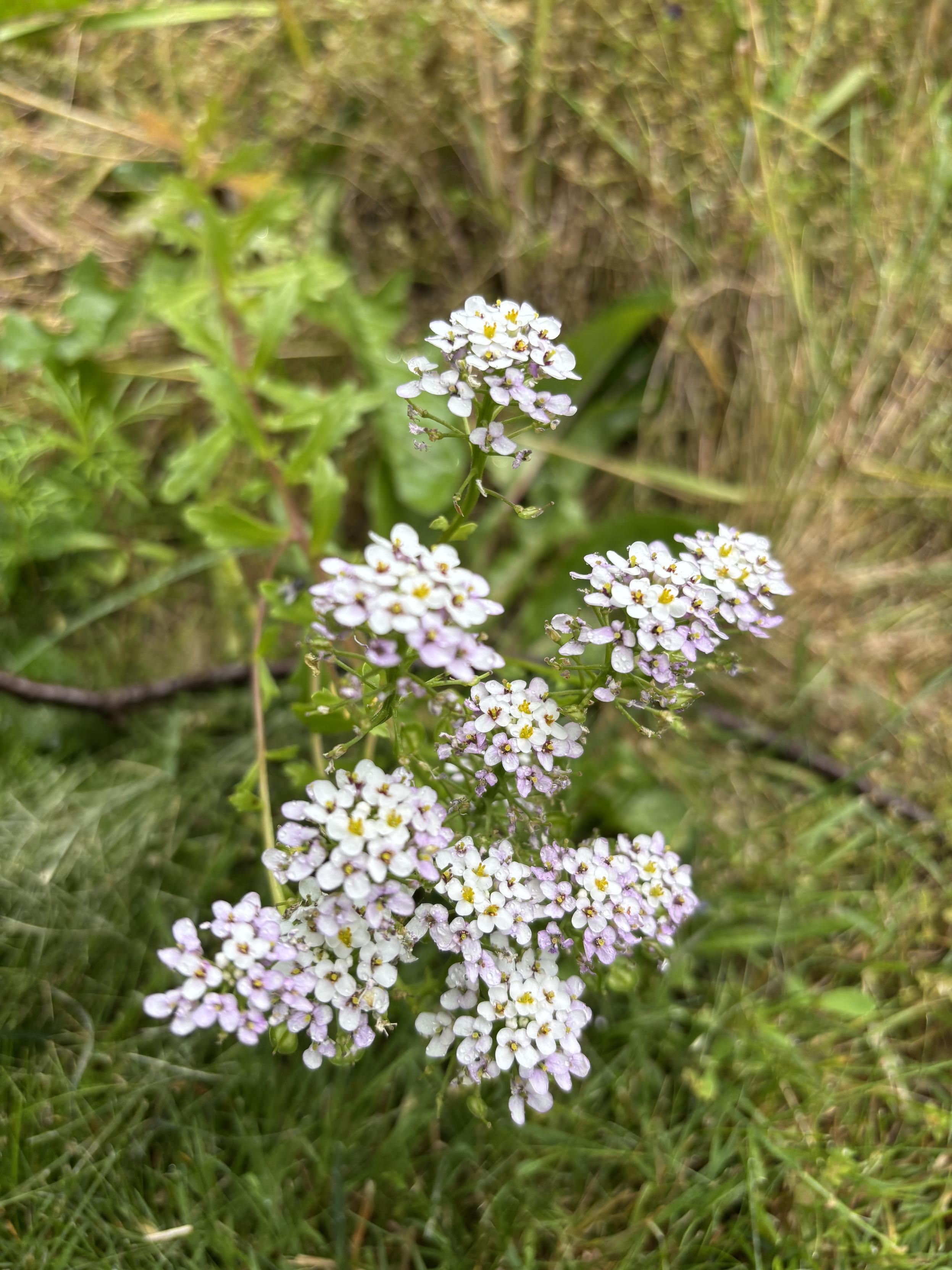 Small white and light purple flowers bunched together