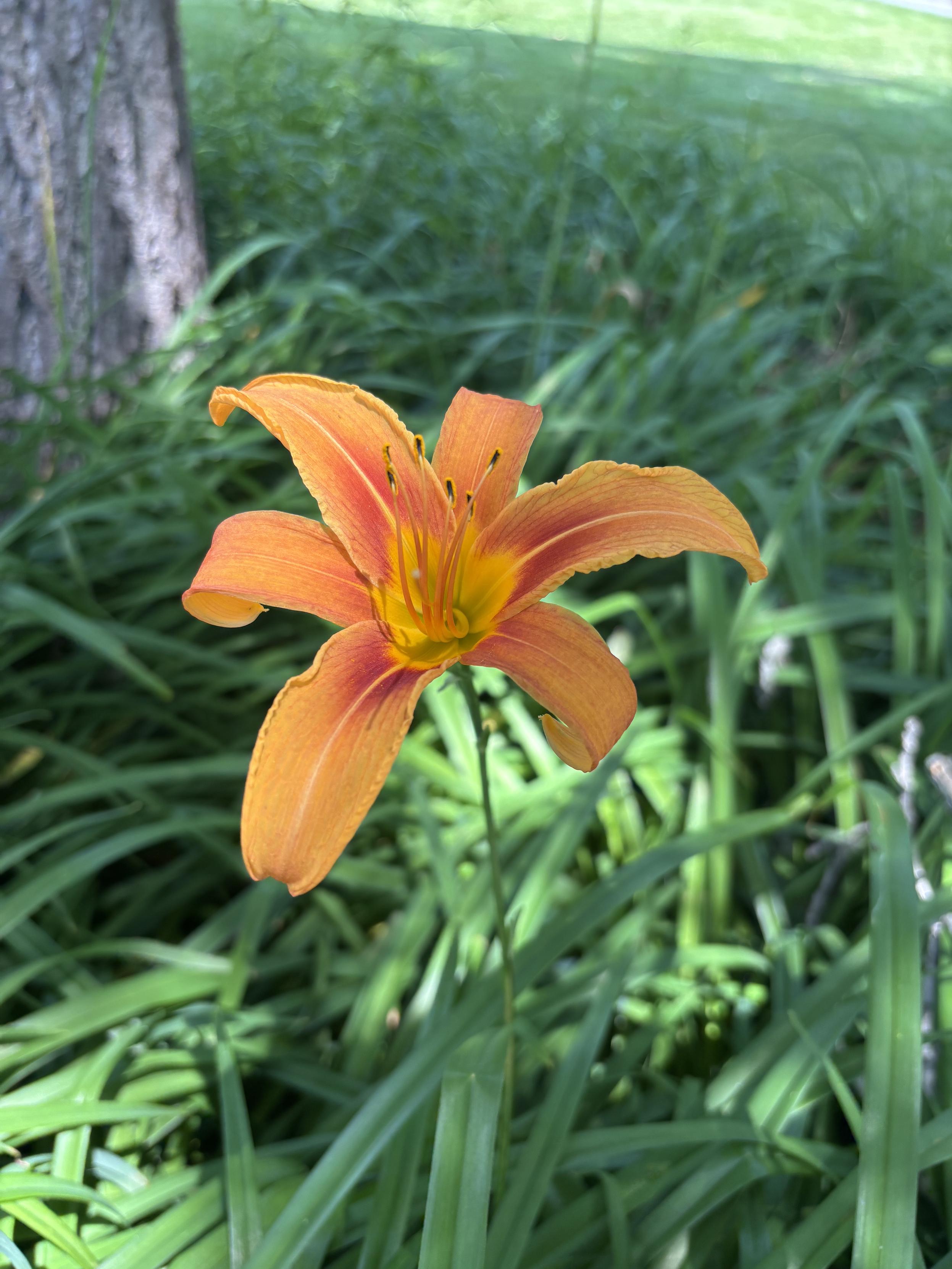 An orange flower