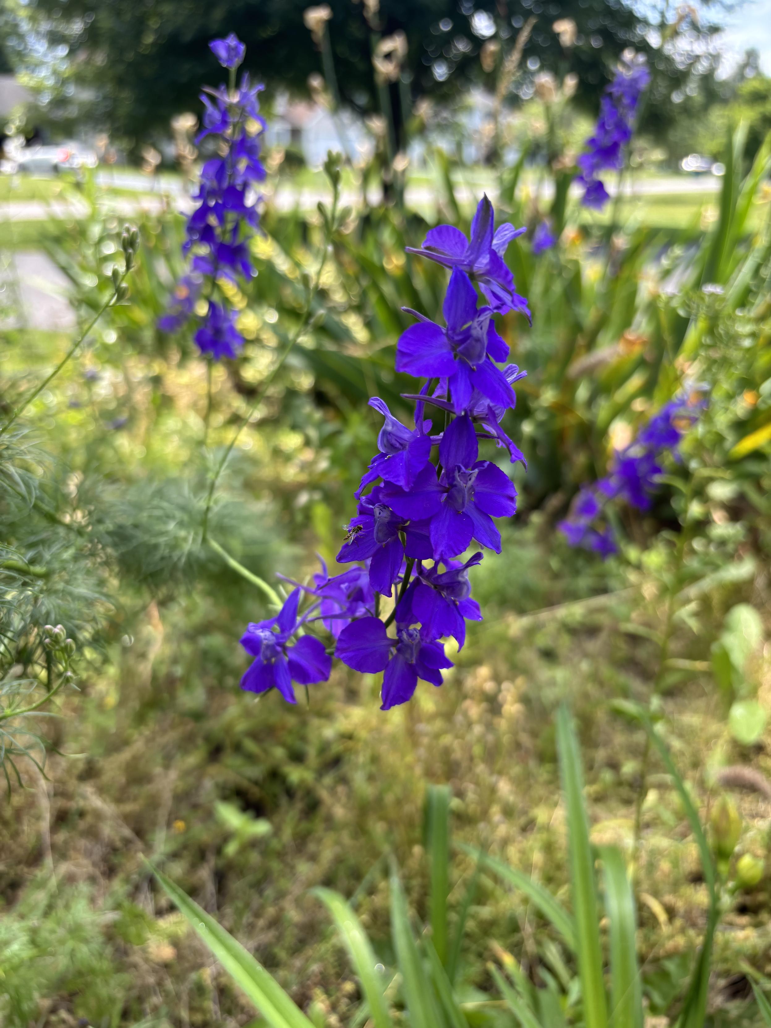 A purple flower
