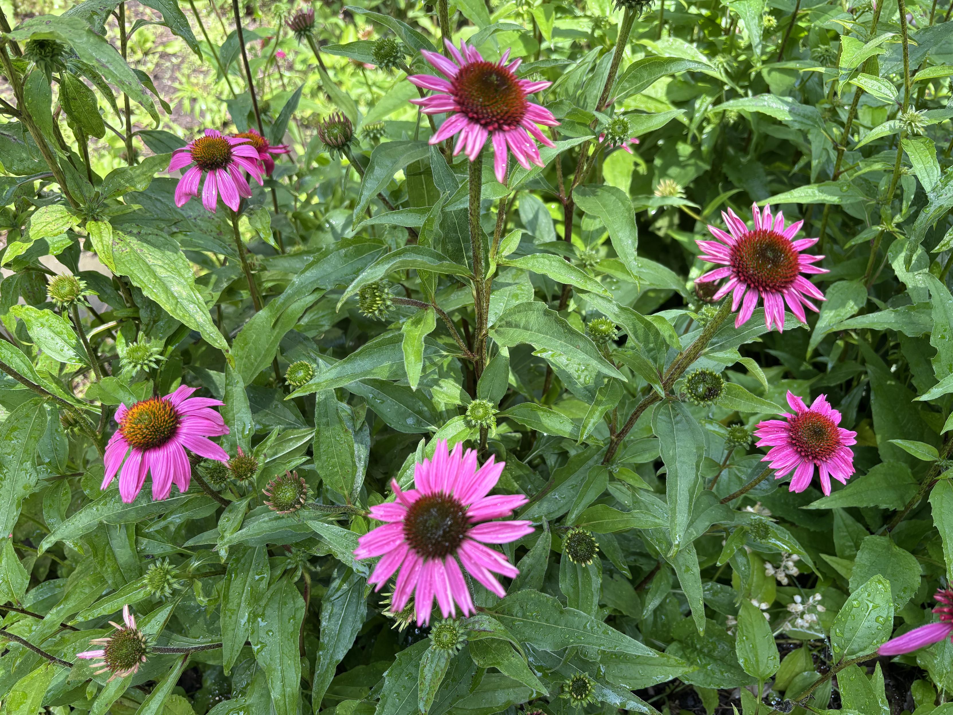 Some magenta flowers