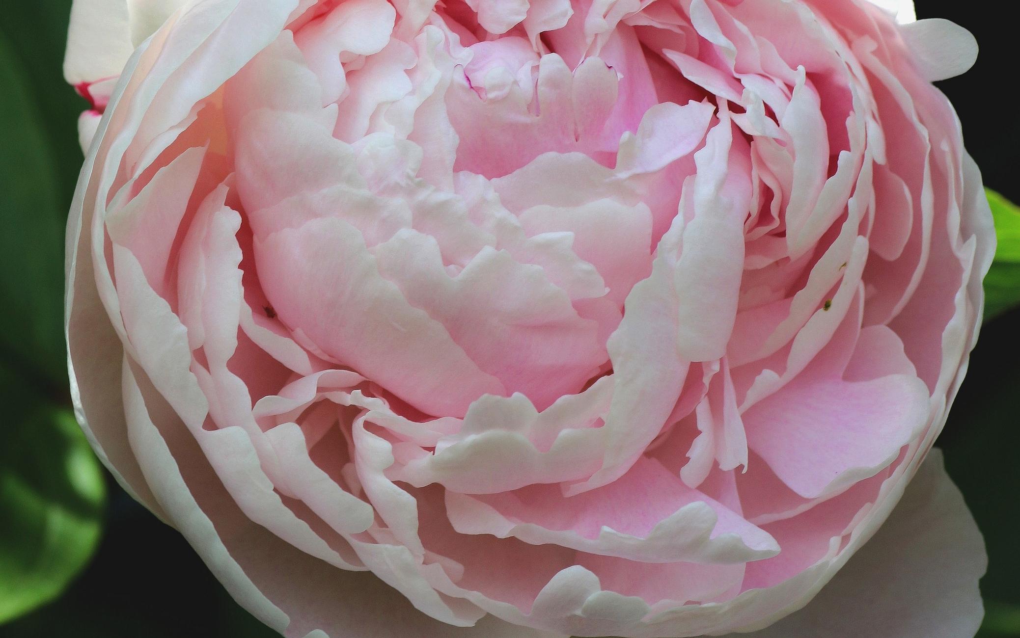 Macro photograph of the center of a pale pink peony flower, showing the tight arrangement of its slender, wavy-fringed petals, forming a sphere that is only beginning to open and release.

Photographie macro du centre d'une fleur de pivoine rose pâle, montrant l'arrangement serré de ses pétales minces et à la frange ondulée, formant une sphère qui commence seulement à s'ouvrir et se relâcher.