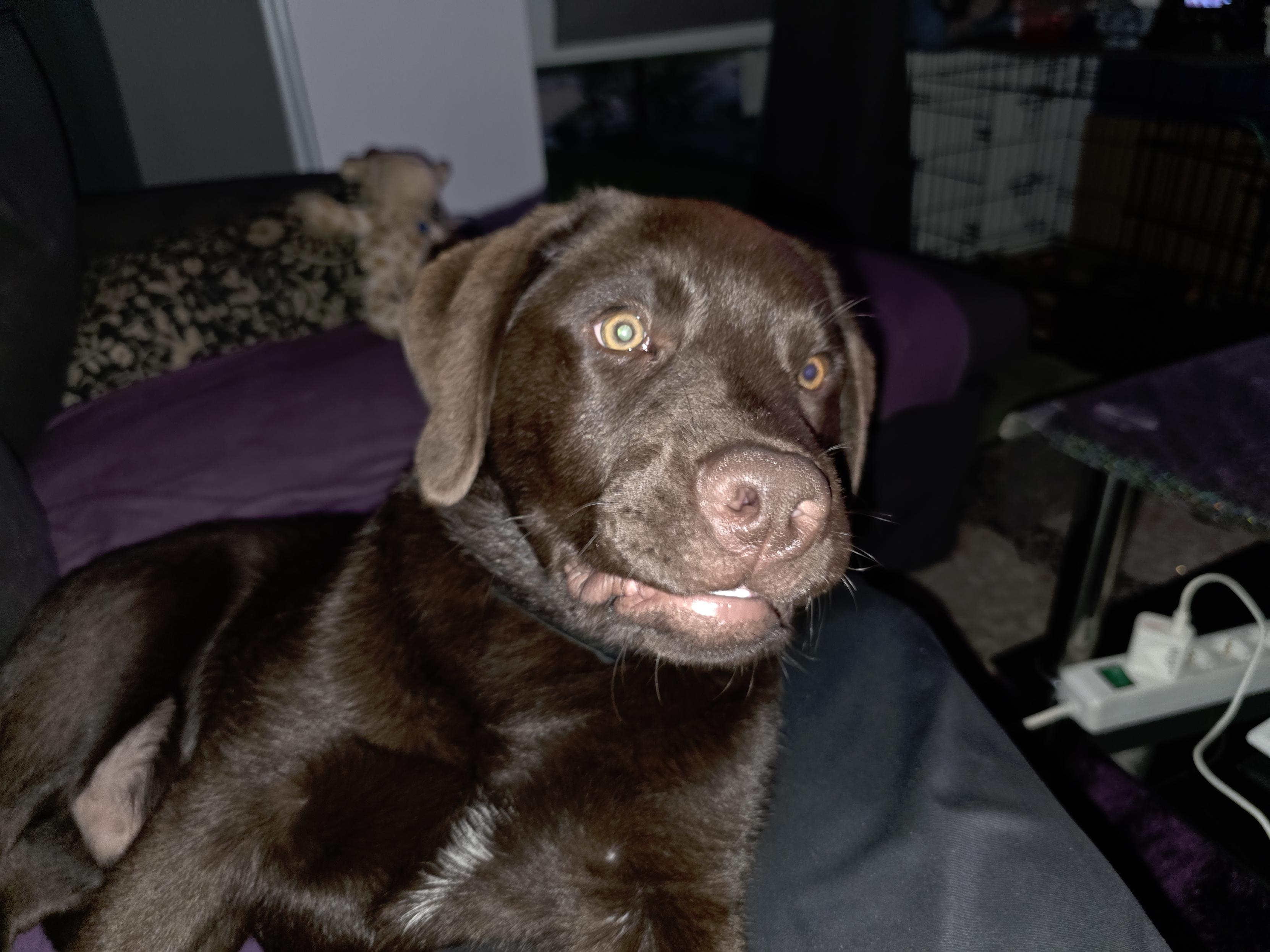 Koa, the chocolate brown Labrador puppy, is captured in a tender moment resting directly on Cynni's legs. Koa’s soft, glossy chocolate fur is punctuated by the small, distinct patch of white on his chest as he gazes up with wide, loving, and slightly goofy eyes, his gentle mouth parted in a relaxed puppy expression. While Koa is growing and his weight is becoming a little heavy on Cynni's lap—even causing a bit of physical discomfort—the closeness is incredibly sweet and comforting. The intimacy of this quiet, shared moment on the couch, amidst the soft purple textures of their home, highlights the deep bond forming between them. It is a snapshot of pure, unadulterated puppy love, where the physical weight of this little companion is easily outweighed by the warmth and affection he brings to Cynni's nightly relaxation.