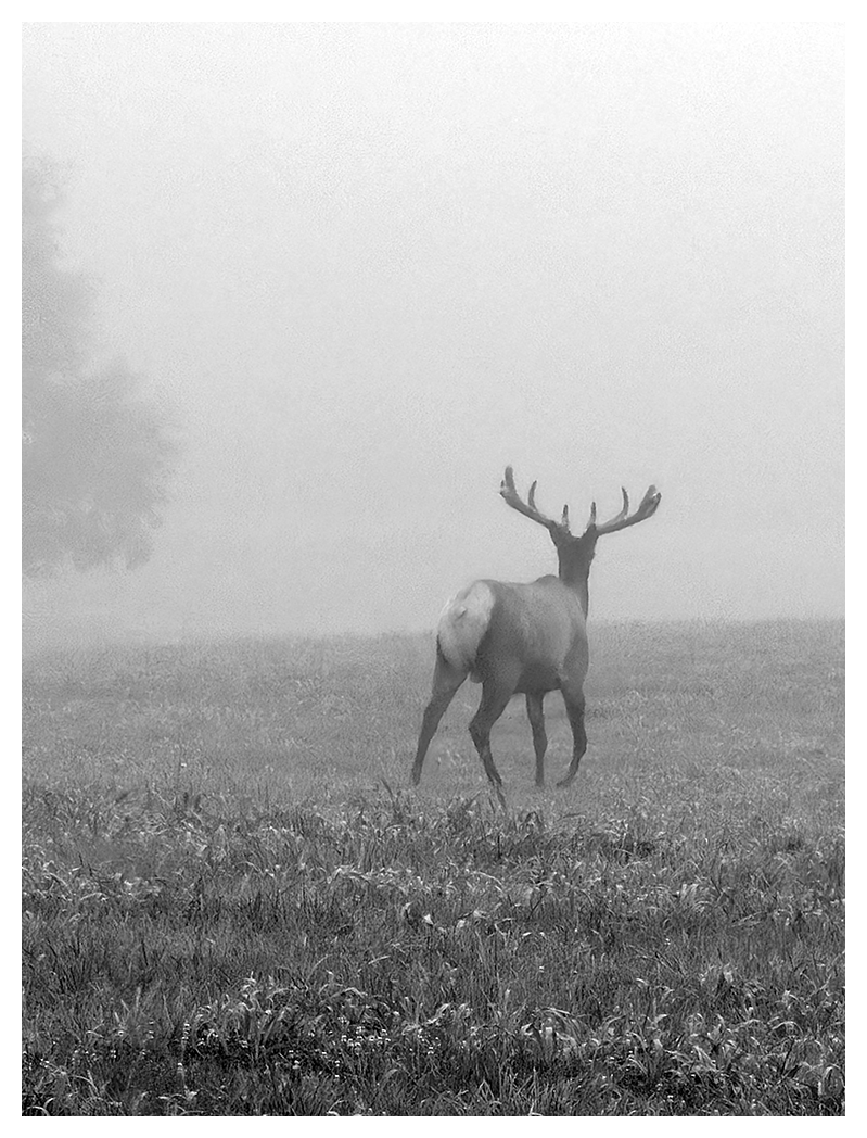 black and white. a solitary elk with large antlers stands in a grassy field, facing away, surrounded by dense fog. the mist obscures much of the background, with only the outline of a tree and a grassy, manicured mound.