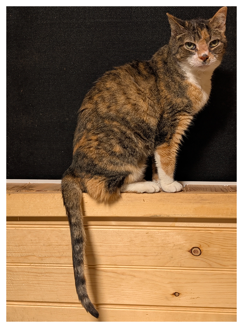 side view of a calico cat with white markings and green eyes sitting on a wooden windowsill, making eye contact, tail hanging down in front of wood paneled wall. the screen window is black night.