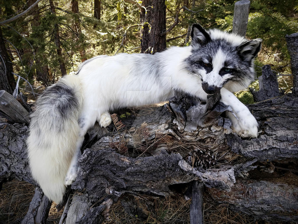 A photo of a marble fox laying on a log.
