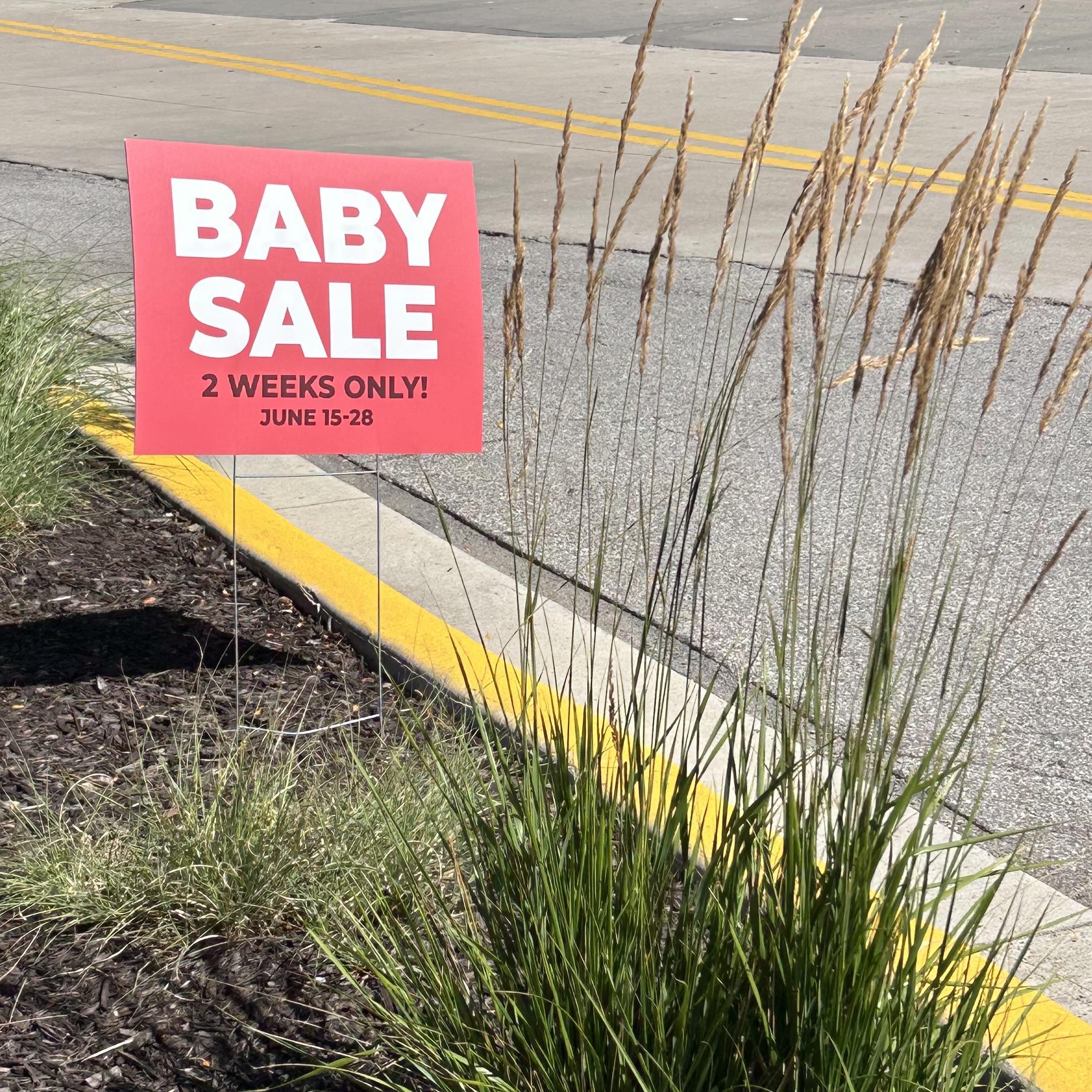 A bright red yard sale–style sign advertising a baby sale stands in a landscaped strip beside a parking lot. Large white letters read “BABY SALE,” with smaller black text below: “2 WEEKS ONLY! JUNE 15–28.” The sign is mounted on two thin wire stakes in a mulch bed bordered by ornamental grasses, whose tall tan seed heads partially obscure the right side of the image. A yellow-painted curb runs diagonally through the foreground, with a gray pavement and double yellow lines visible in the background. The scene is brightly lit by direct sunlight.