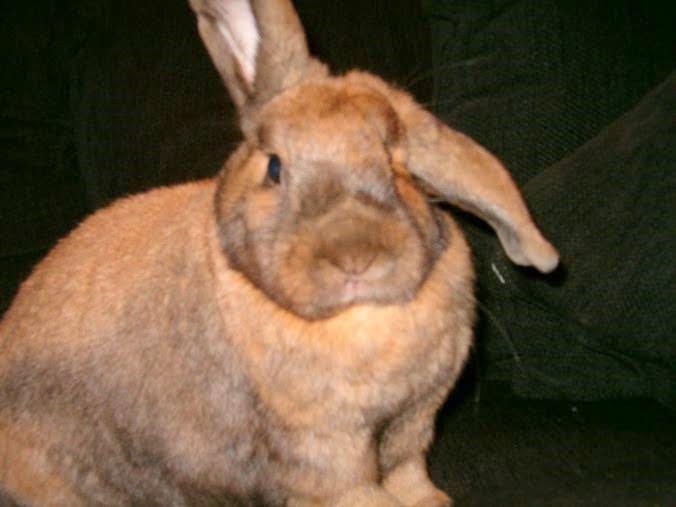 a lop rabbit with one ear sticking up, and one ear lopping downwards. his fur is two shades of brown , a reddish-brown and a darker brown. he is sitting on a dark grey sofa with pillows seen in the background