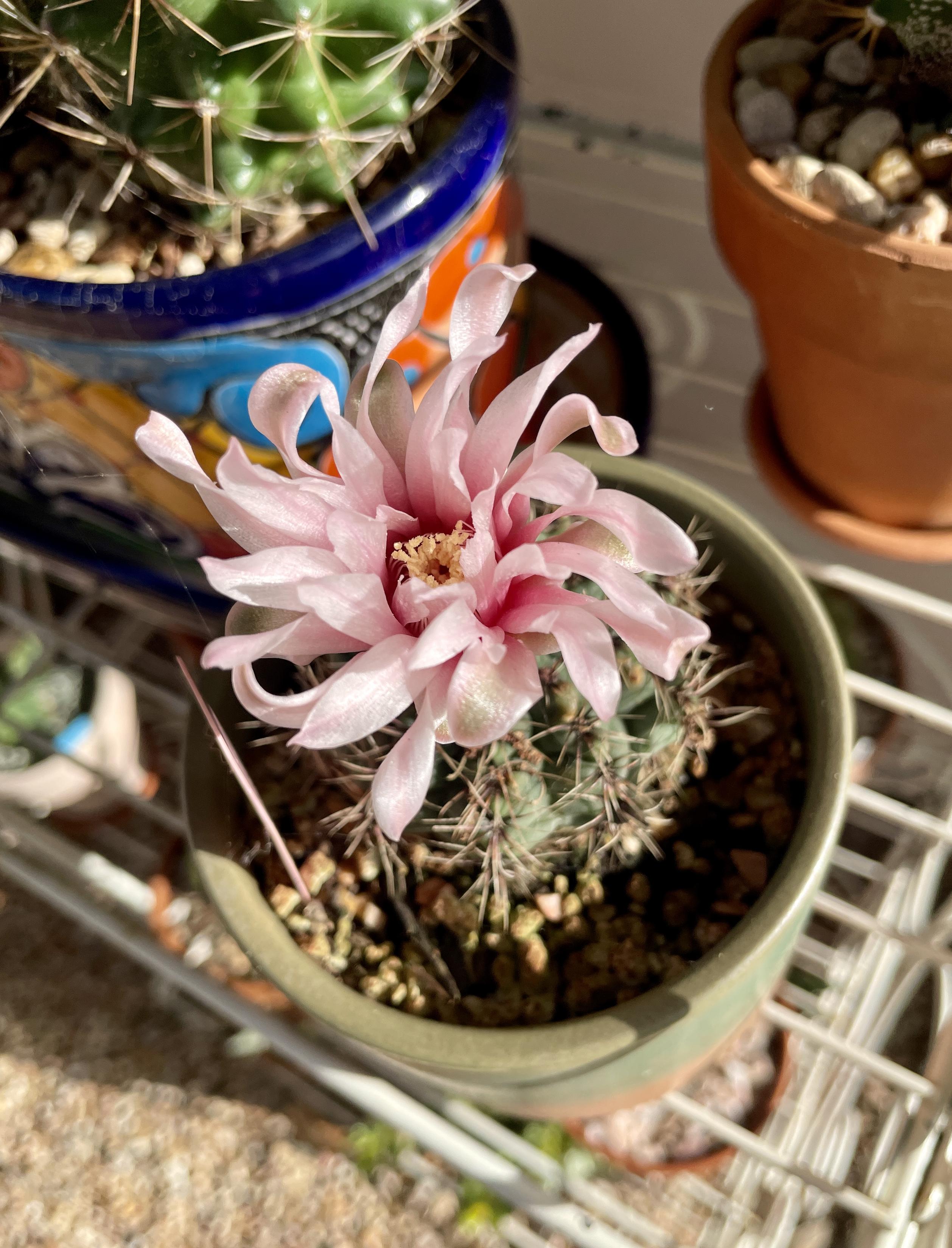 A small round cactus about 3 inches wide is almost completely obscured by the large light pink flower on top. The petals are thin and rounded at the tip, and kind of wavy, which gives the whole flower a kind of disorderly countenance, which does seem common amongst cactuses to me. The cactus is in a sage green clay pot that sits on a white wire shelf, outside in the long afternoon sunlight. One of its brethren in a Talavera pot is partially visible at the top right.