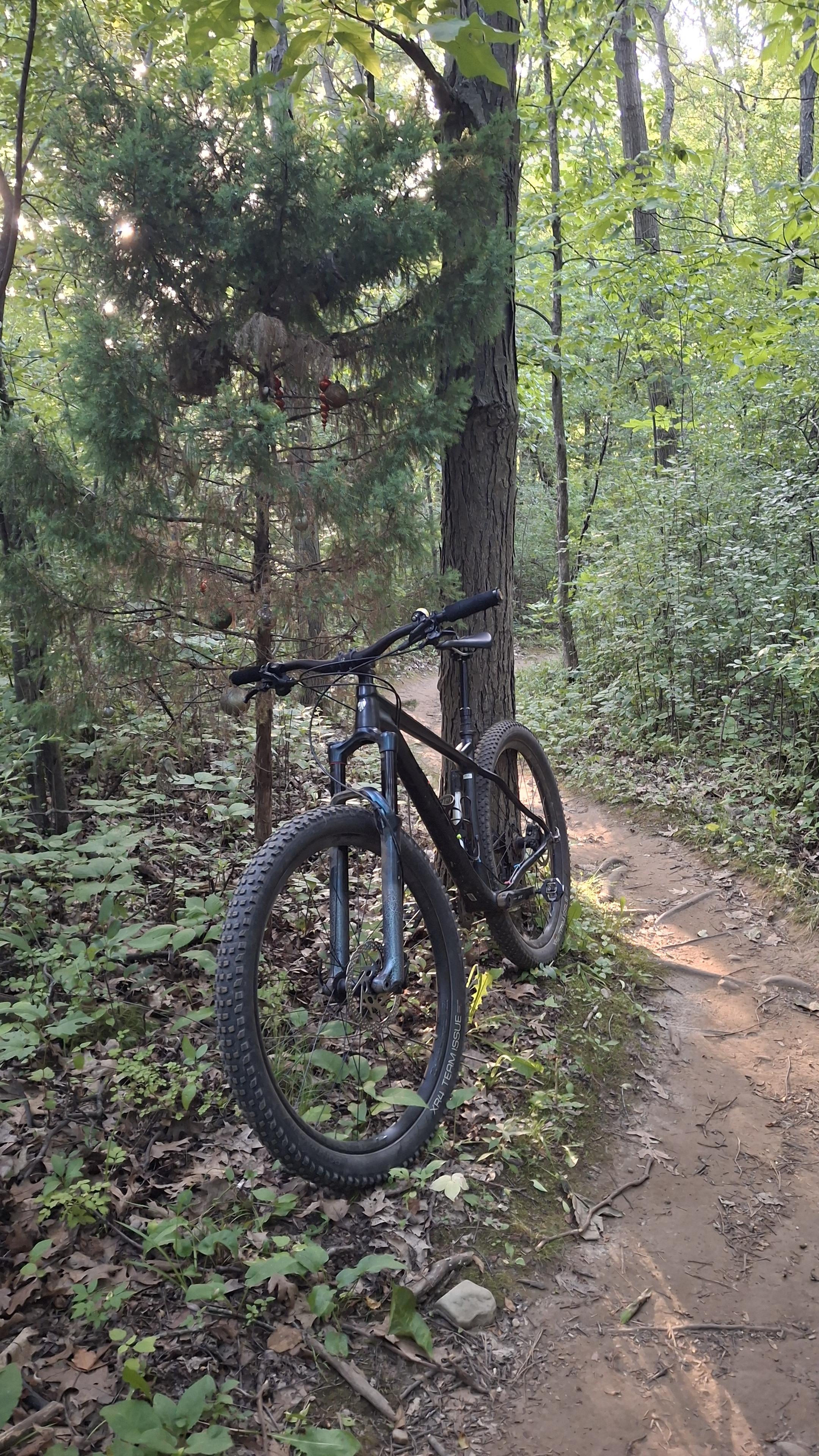 Black trek stache hardtail leaned up against a tree. Behind it is a small evergreen that always is adorned wjtg a few christmas ornaments.