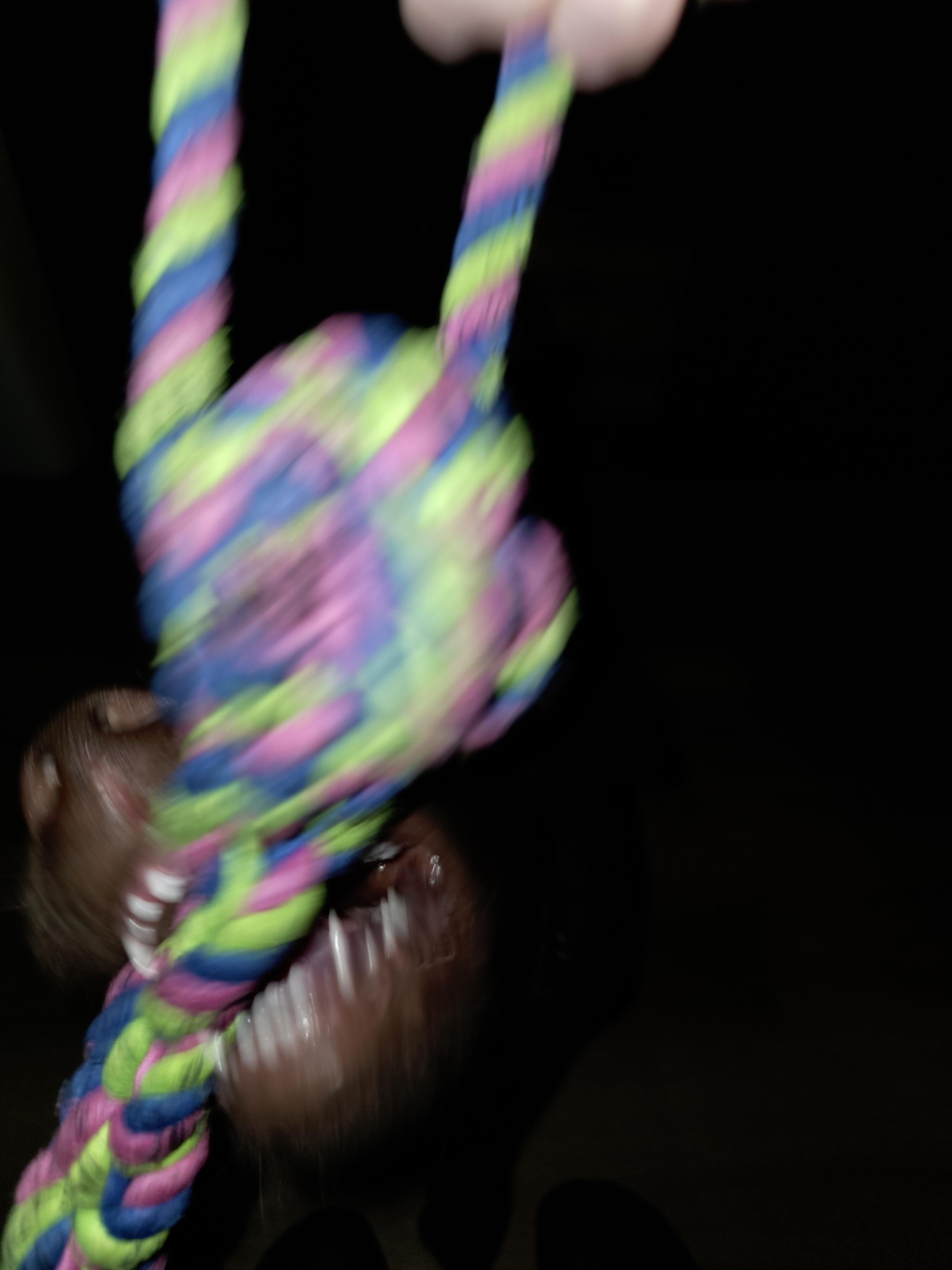 An action-packed, motion-blurred close-up, captures a high-stakes game of tug-of-war. Held from above by Cynni, a vibrant, braided rope toy in neon green, bright pink, and blue streaks dynamically through the air. Emerging from the dark background is Koa, the young chocolate brown Labrador Retriever pup, completely locked into beast mode. His head is tilted in fierce determination, jaws wide open as he bares his sharp little puppy teeth, ready to conquer the colorful prize. The intense motion blur perfectly encapsulates the chaotic energy and pure, joyful speed of the moment, showing Koa’s absolute dedication to winning the ultimate battle against the rope.