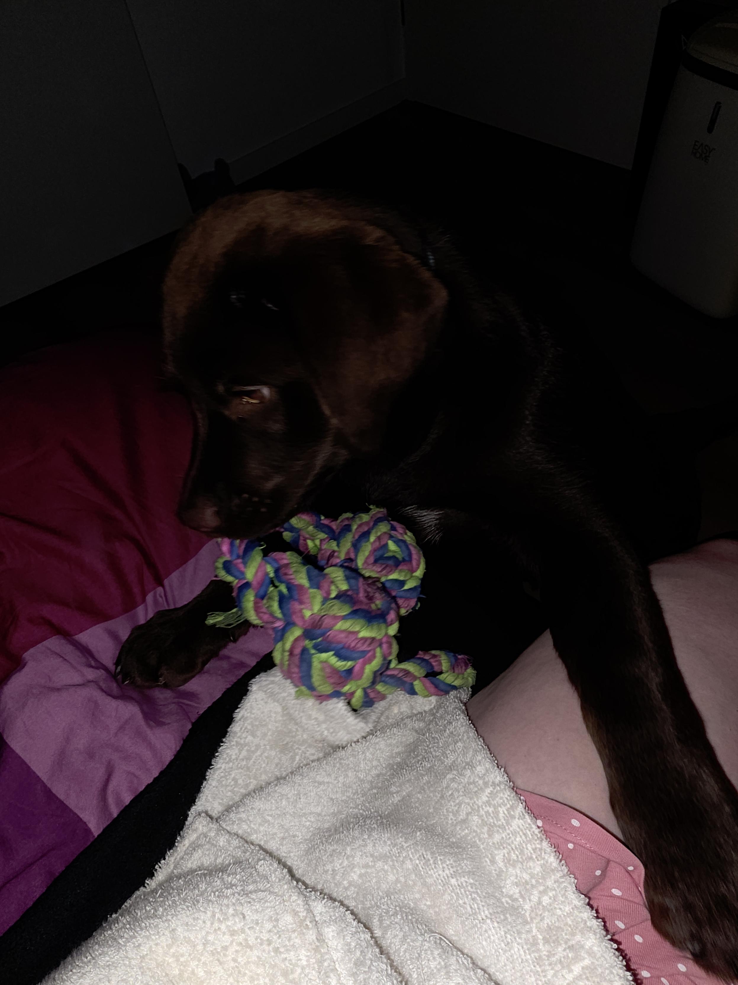 A cozy, loving moment unfolds at the edge of the bed where Cynni is sitting. Koa, the sweet chocolate brown Labrador Retriever pup, has paused his high-energy antics to deliver his favorite brightly braided neon rope toy right into their lap.
With his glossy head tilted downward and one long puppy paw extended, he intently inspects the prize he has just deposited onto the white towel draping Cynni's pink polka-dot pajamas. A glimpse of the small white patch on his chest is visible against his dark coat. His quiet but deeply hopeful posture speaks volumes, making it hilariously clear that he is politely but firmly prompting them for a much-desired round two of their epic tug-of-war battle.