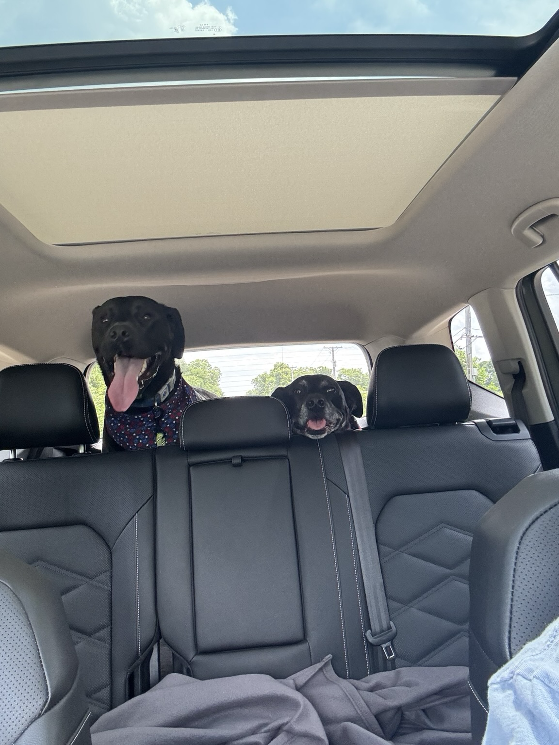 View of my dogs from the front seat. Jake is pictured on the left with his tongue out. Elwood is the smaller guy on the right also with his tongue out. Both dogs with big smiles, 4th of July bandanas, standing behind the middle seats.