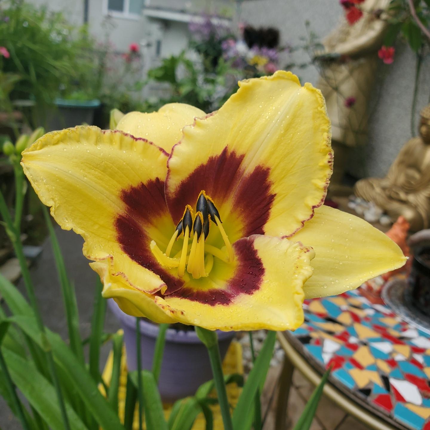 Close-up of a vibrant yellow daylily with a deep maroon throat and ruffled edges, speckled with rain water droplets, with a blurred garden background.