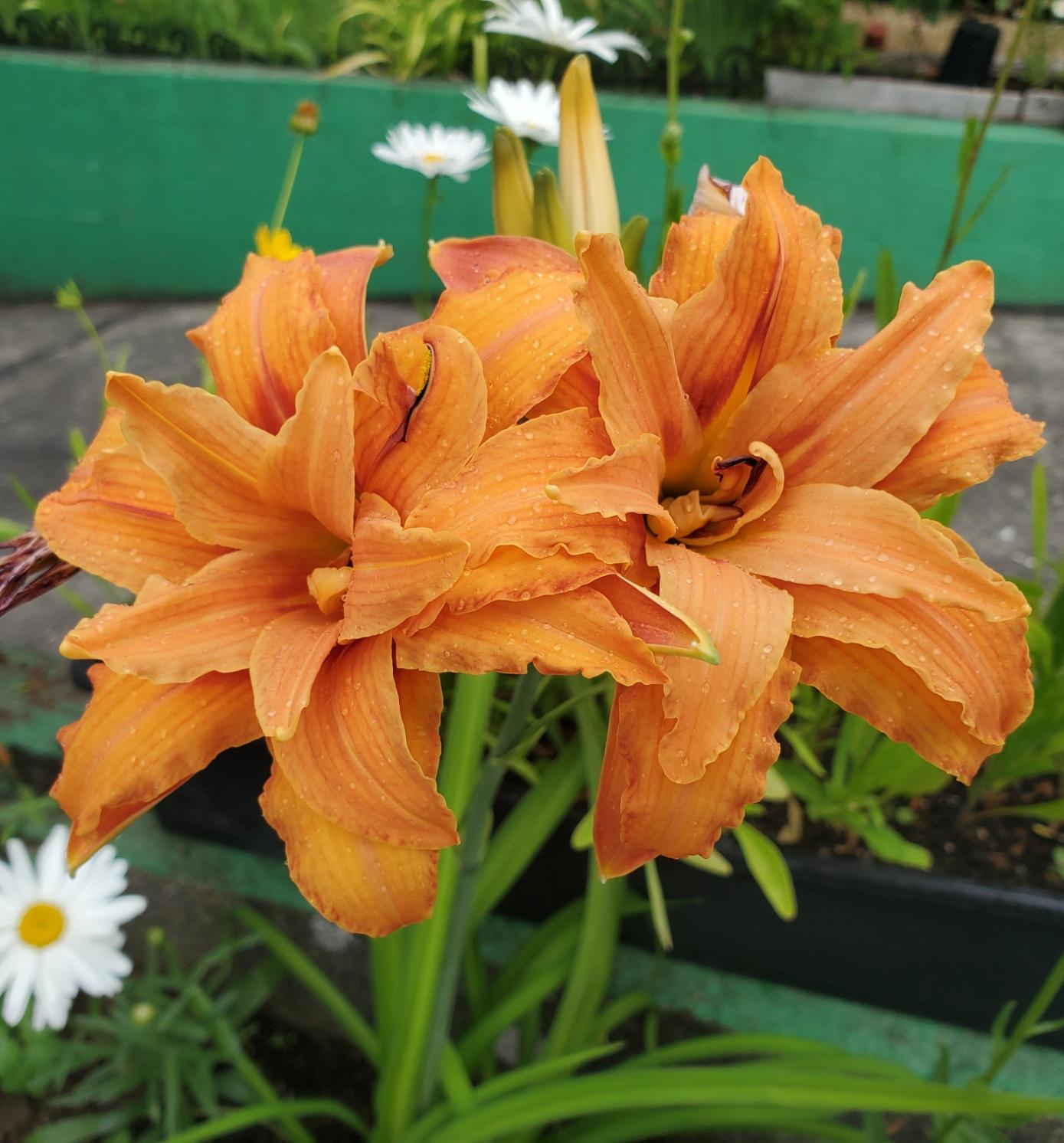 Close-up of two ruffled orange daylily flowers with water droplets, with out-of-focus white Shasta daisy flowers and green foliage in the background.