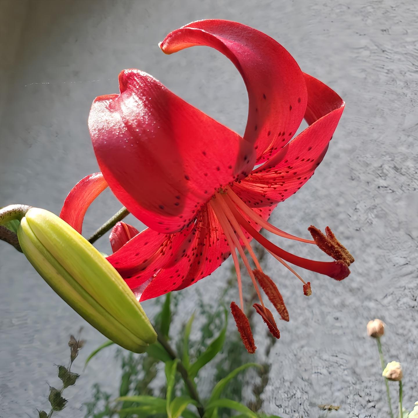 A vibrant red lily flower, speckled with dark spots, unfurls its petals against a textured, light gray background. A closed green bud is visible in the foreground.