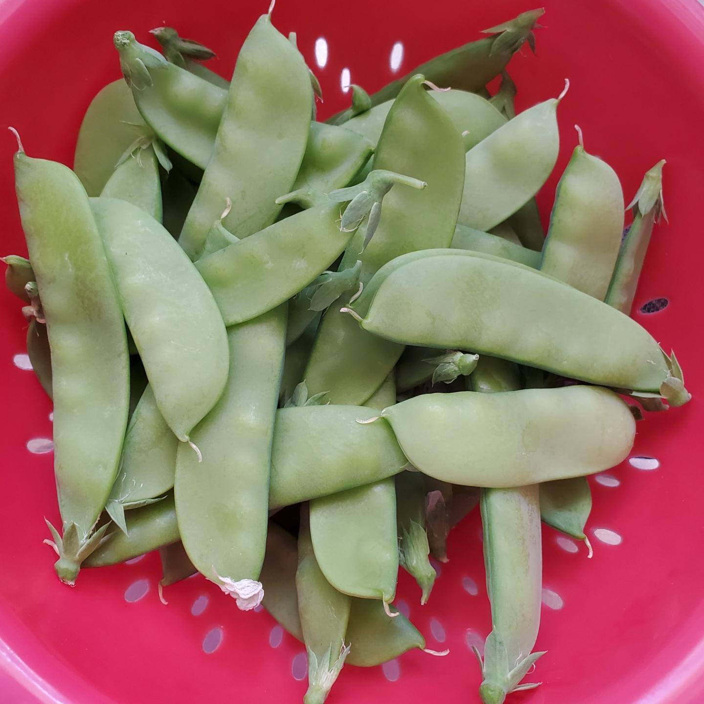 A red plastic colander filled with freshly harvested snowpeas.