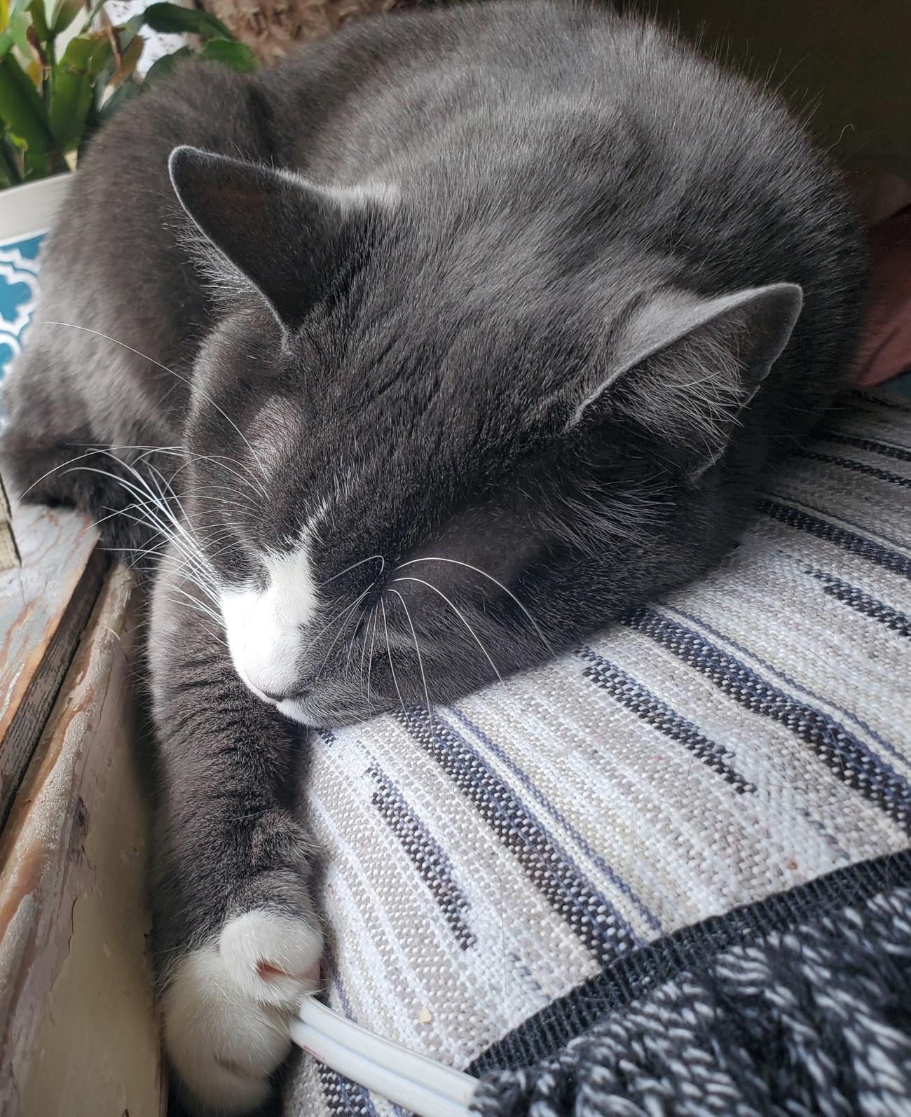 A grey and white cat sleeps curled on a striped blanket with its paws tucked in.