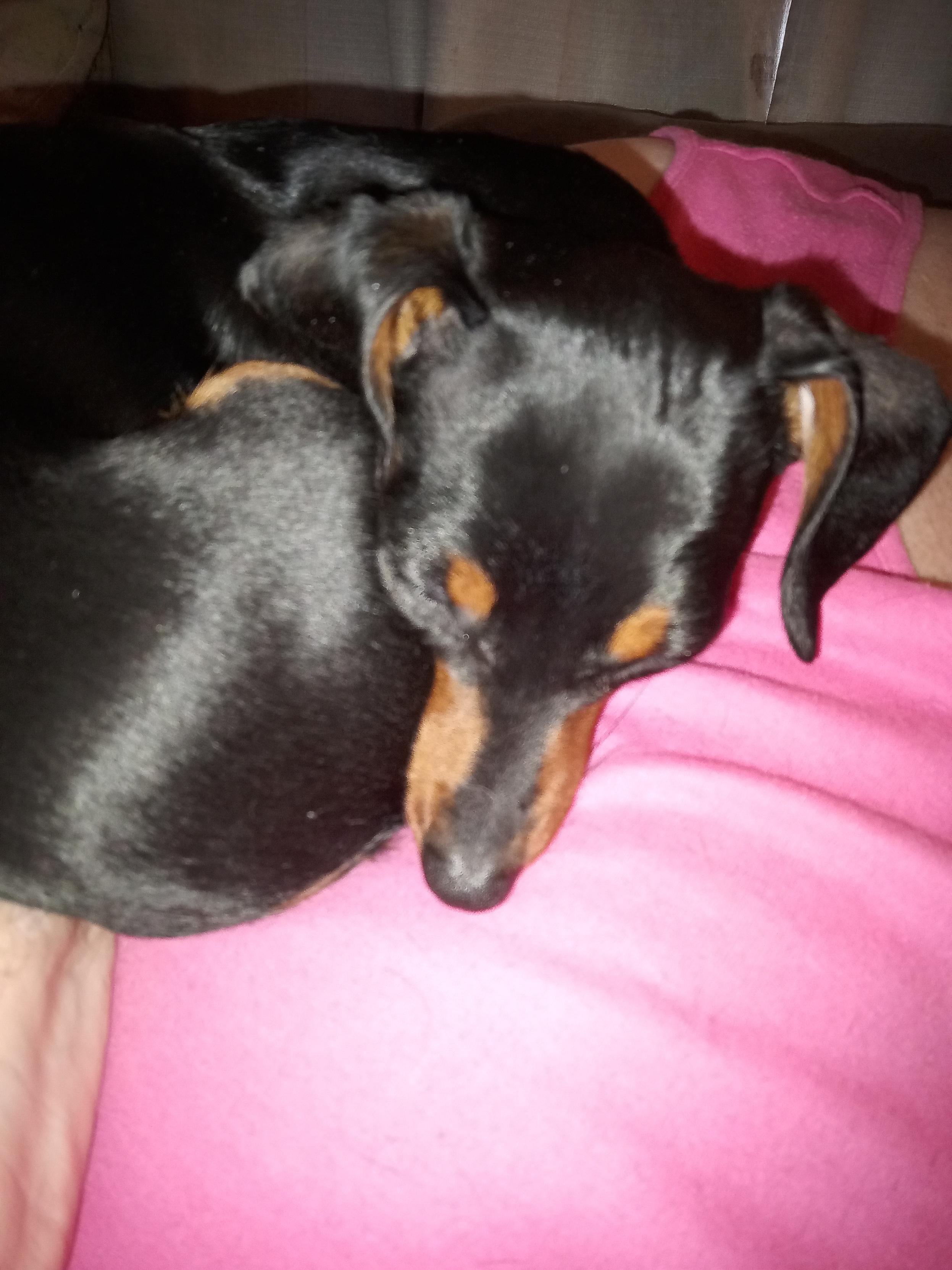 Gertie, a small black and tan dachshund, curled into a ball, her head pointed down. She's laying nestled on my boobs and I'm wearing a pink dress.