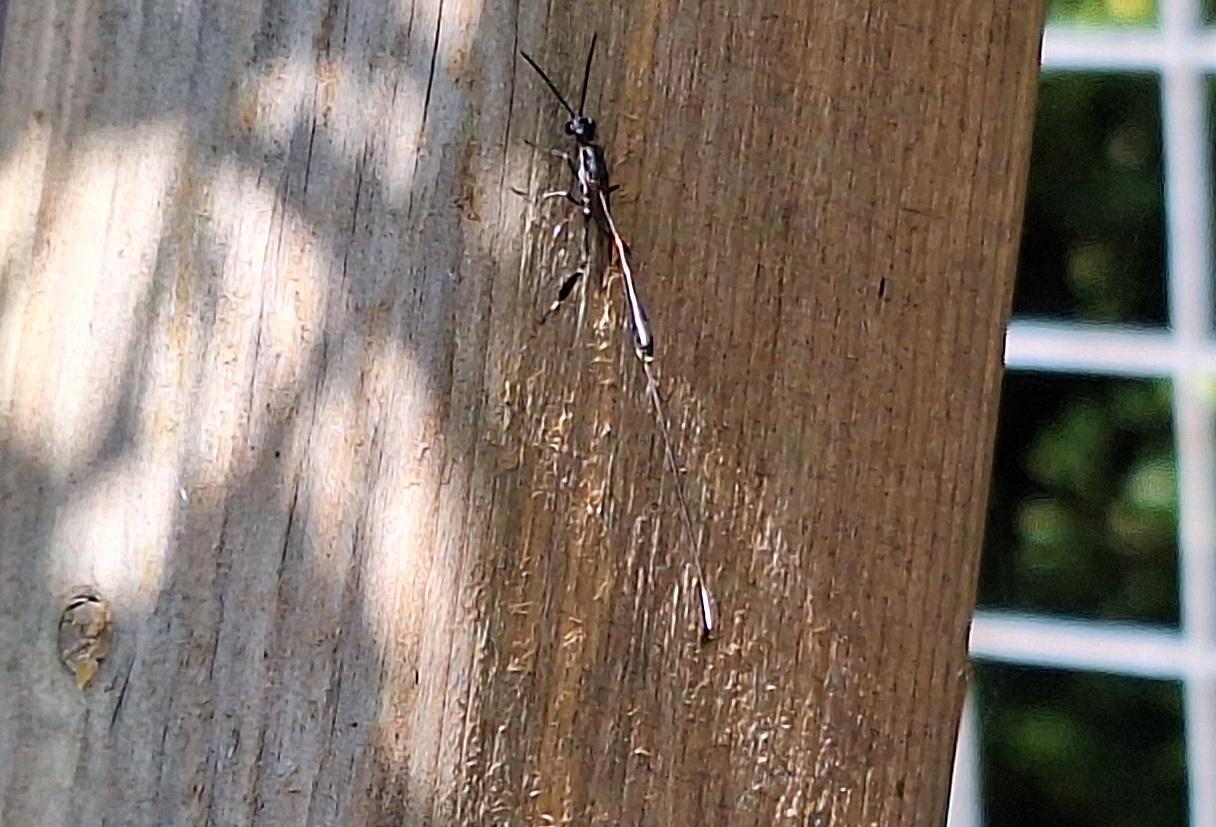 A flying black insect with what appears to a single spine four times the length of the body with a white blob at the end.