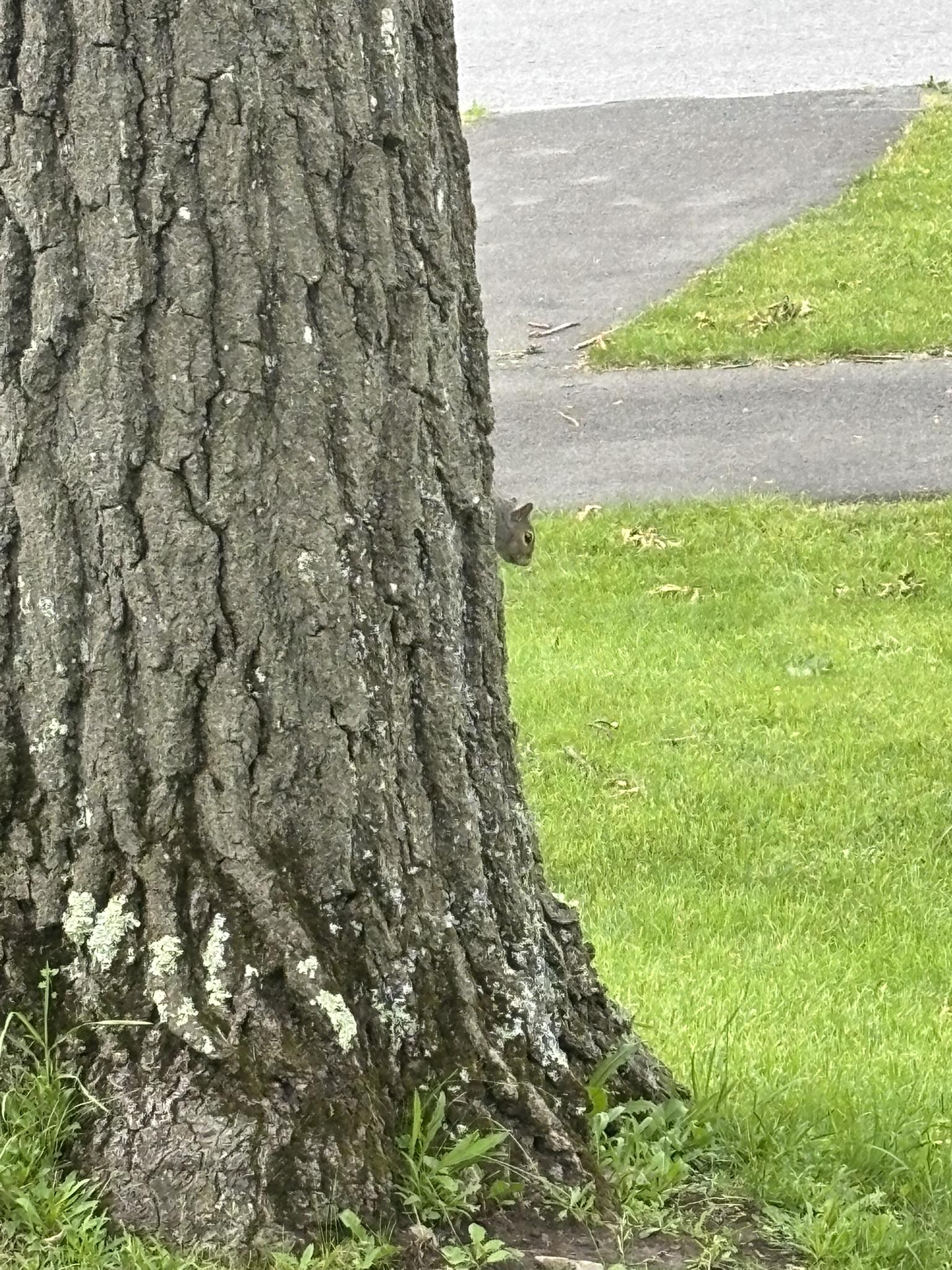 A squirrel peeking their little head out from behind a tree.