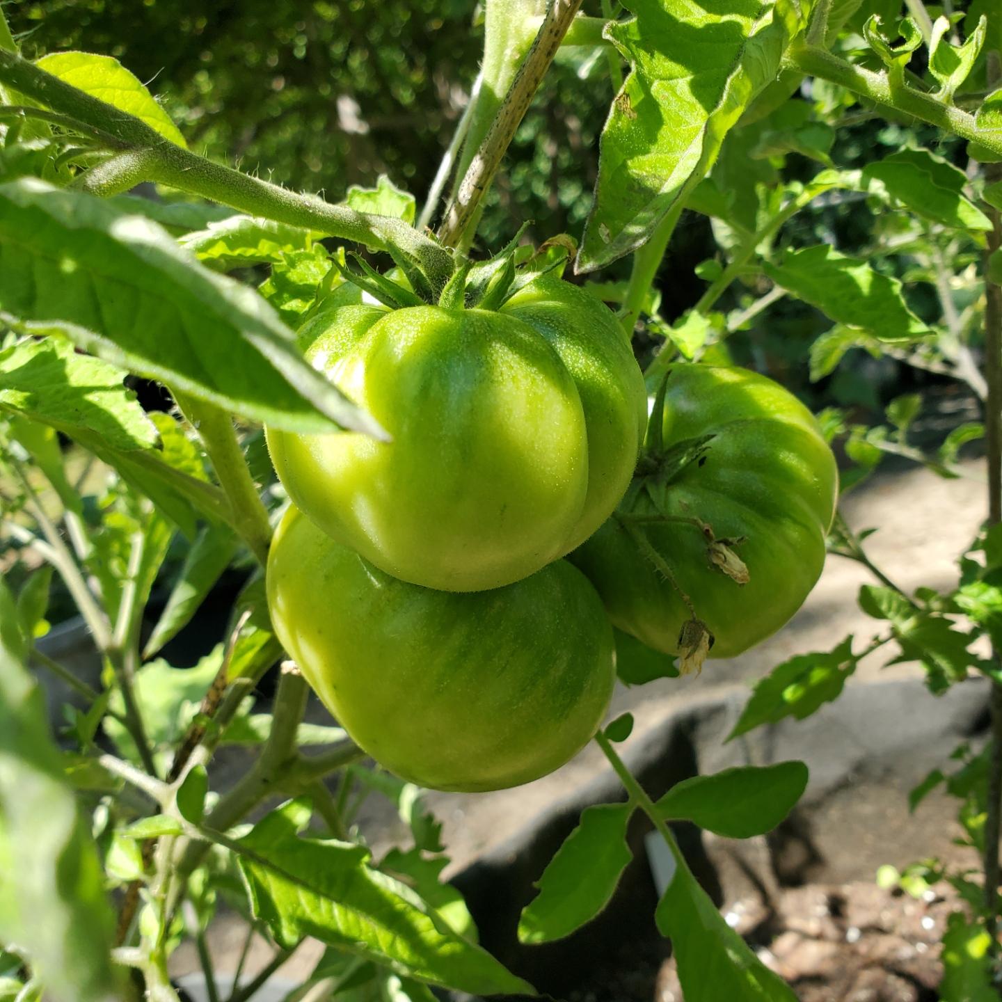 A cluster of three unripe green tomatoes hangs from a vine, surrounded by lush green leaves.
