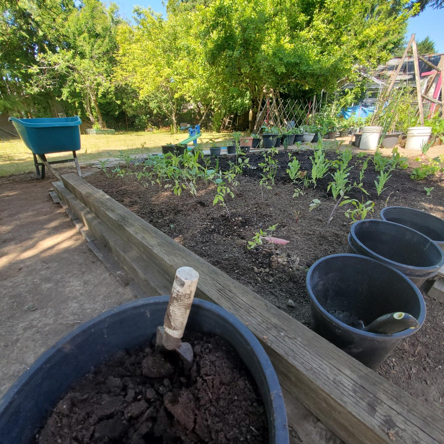 Garden bed with young plants and rows of black planting pots, a trowel in a pot of soil, and a teal wheelbarrow.