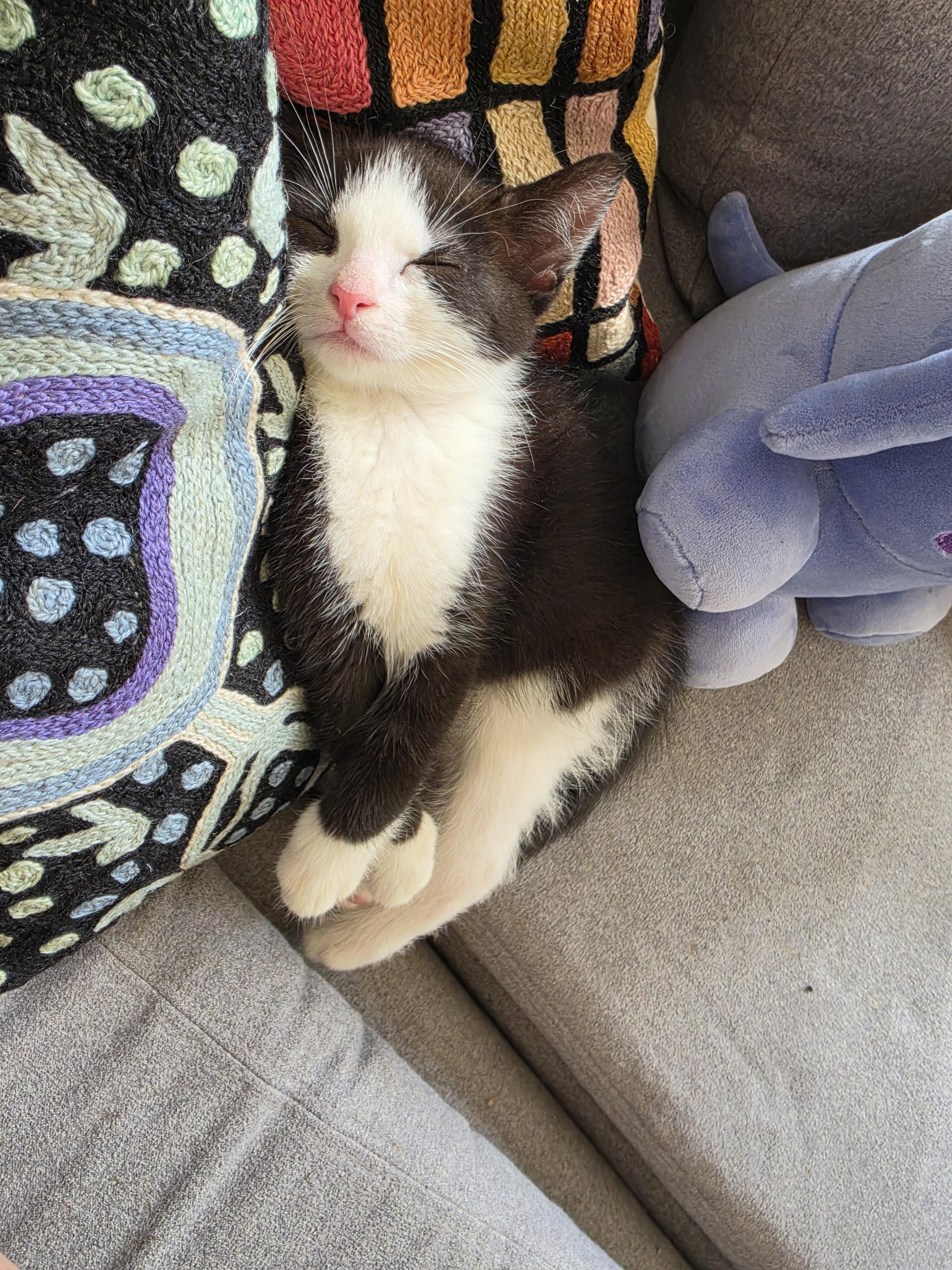 A nearly vertical sleeping black and white kitten. He sleeps on a grey couch and a couple of cushions with Aboriginal designs. To his right you can just see part of the little blue Mastodon.
