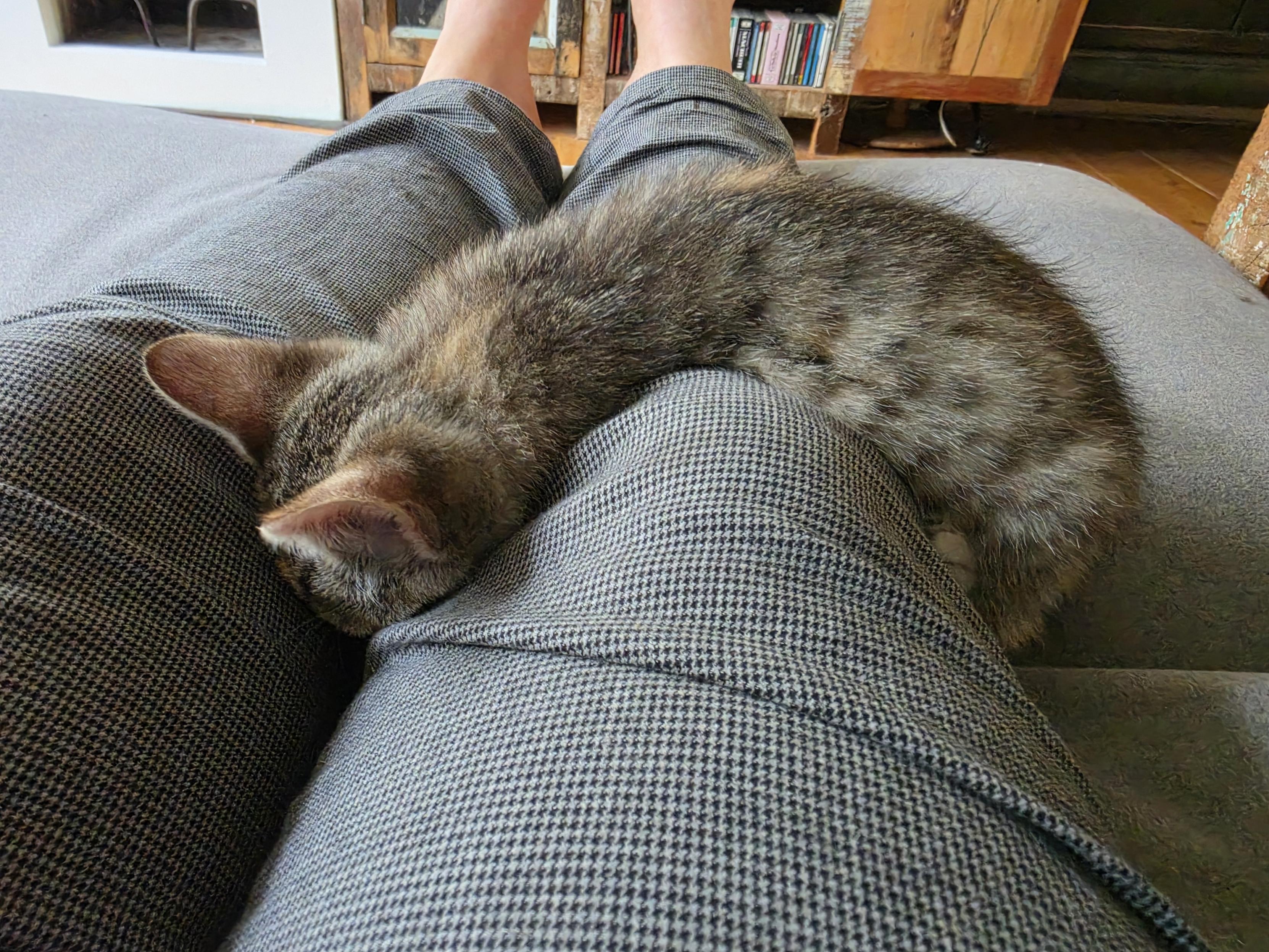A sleeping grey and sand coloured tabby kitten. She's draped over a grey clad leg in the banana pose. The person in the grey pants sits with stretched legs on a grey couch.