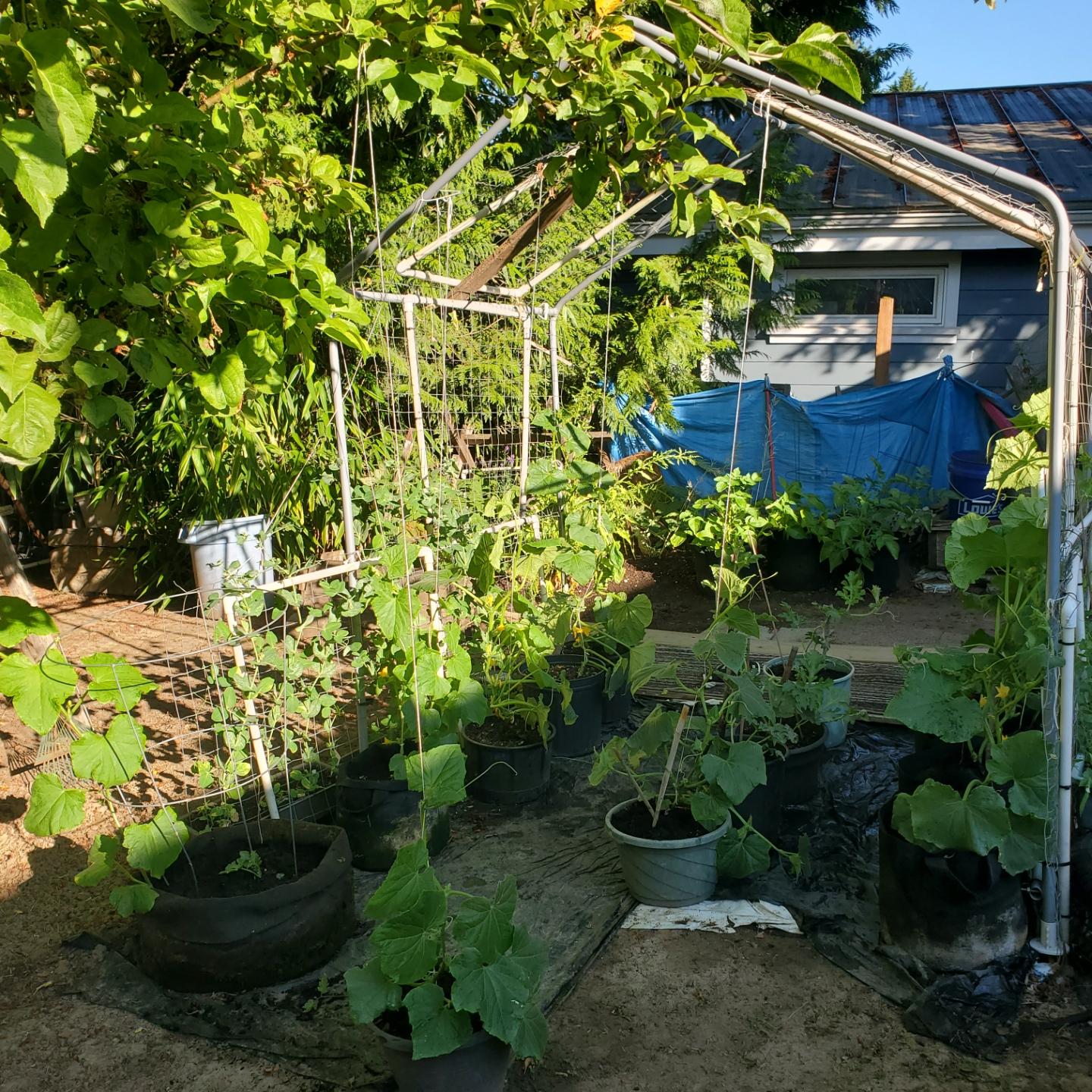 A lush garden with various plants growing in pots and against trellises, featuring vibrant green leaves, vines, and a blue tarp in the background.