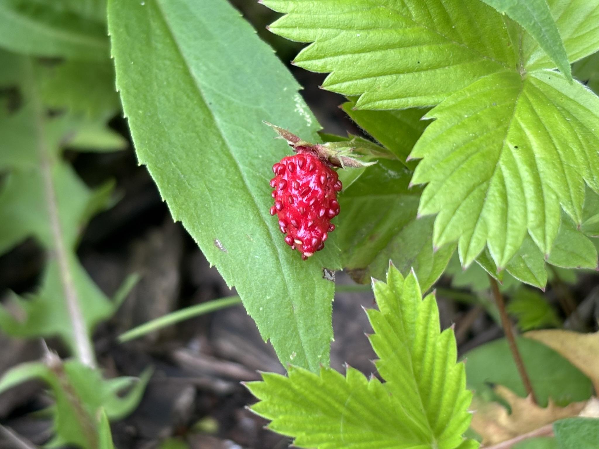 A small wild strawberry fruit with many types of leaves in the background.