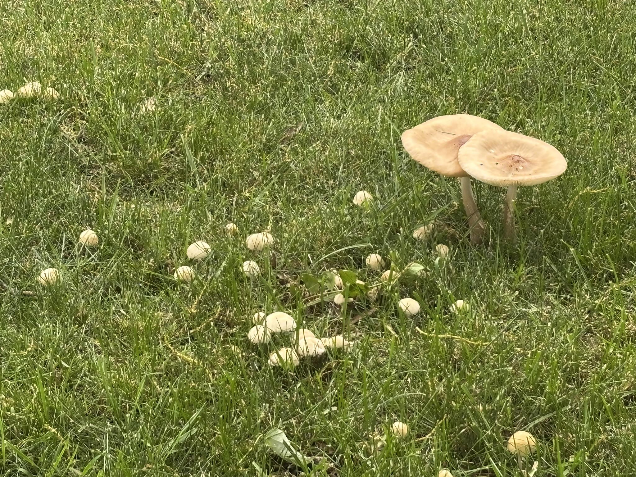 Two big tan mushrooms with flat round caps in a lawn next to a lot of little mushrooms.