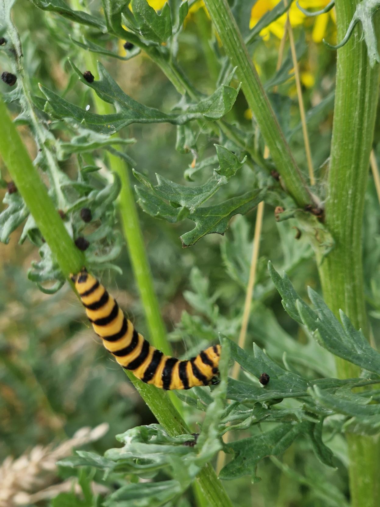 A cinnabar mouth caterpillar on a ragwort. The caterpillar is orange and black in very defined stripes