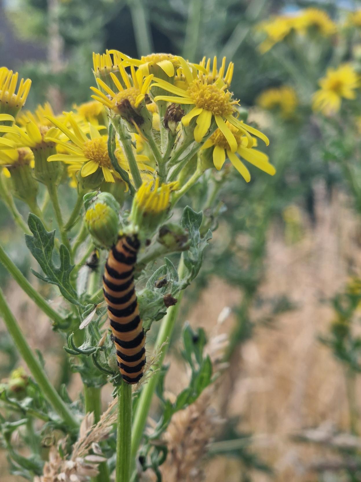A cinnabar mouth caterpillar on a ragwort. The caterpillar is orange and black in very defined stripes. You can also see yellow ragwort flowers