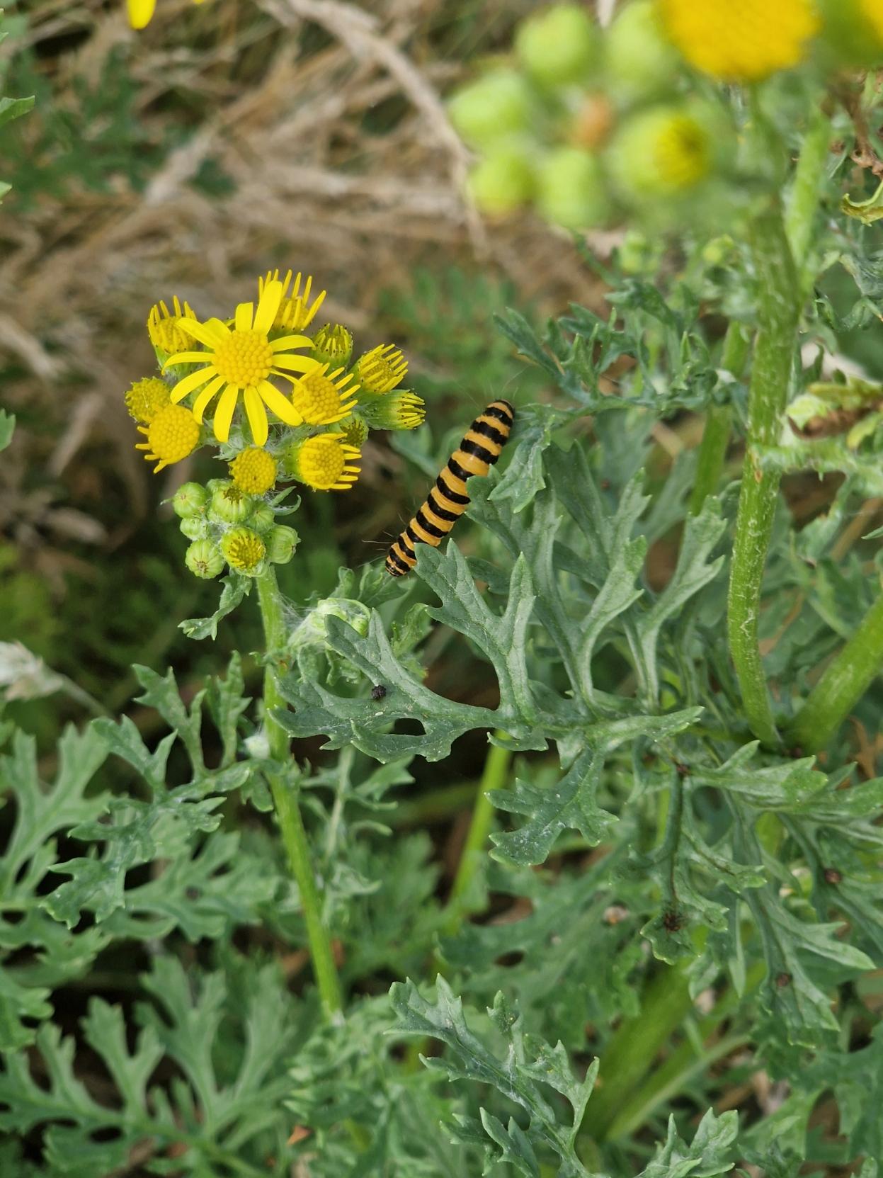 A cinnabar mouth caterpillar on a ragwort. The caterpillar is orange and black in very defined stripes