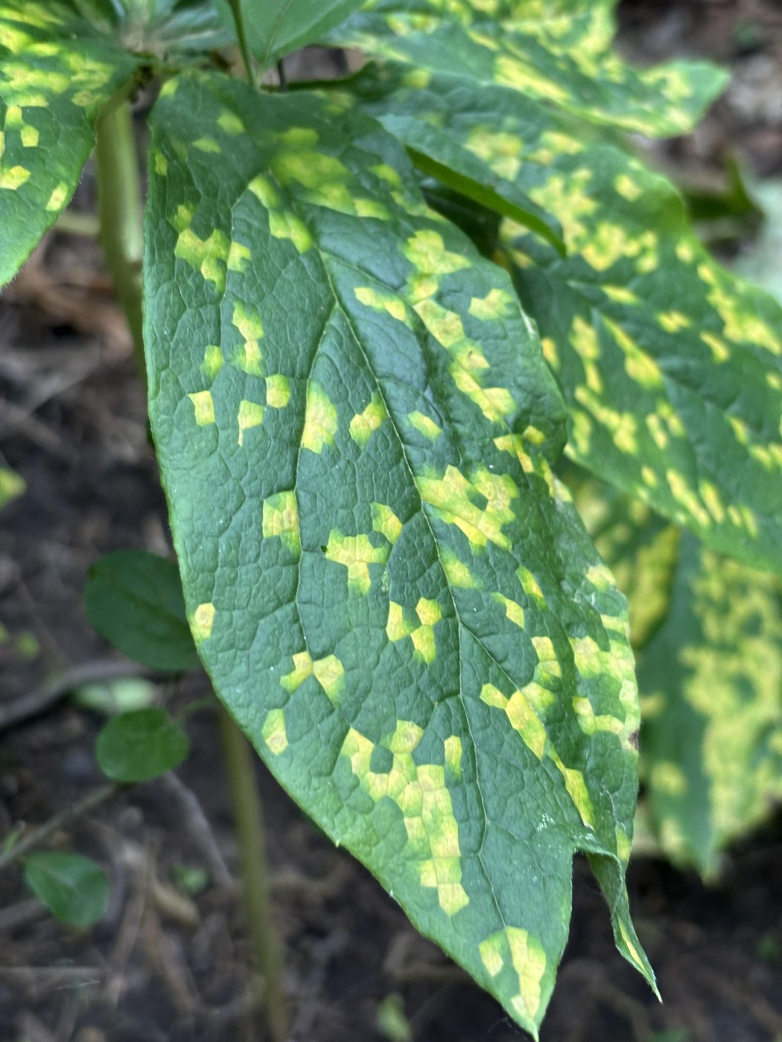 A close up on a leaf of a may apple with yellow spots on it's dark green leaves. other may apple leaves can be seen in the background.