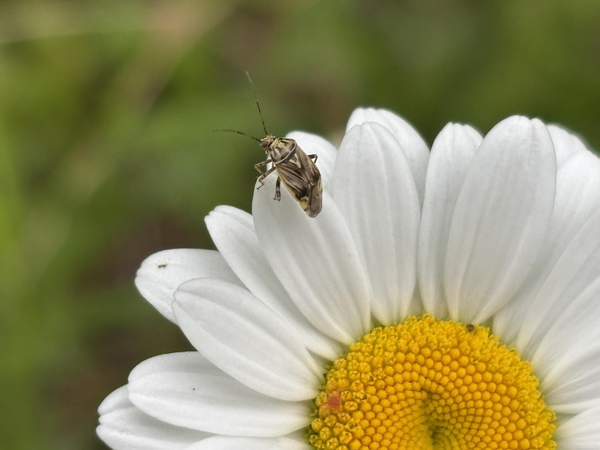 A brown Alfalfa Plant Bug on an Oxeye Daisy with white petals and a yellow center. There is a Red Mite on the yellow bit but it is very hard to see.