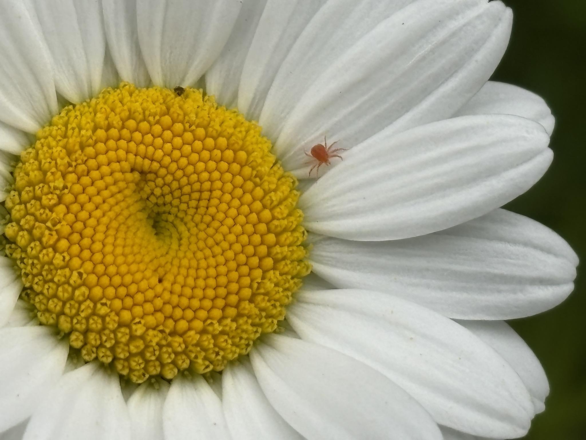 A Red Mite on an Oxeye Daisy with white petals and a yellow center.