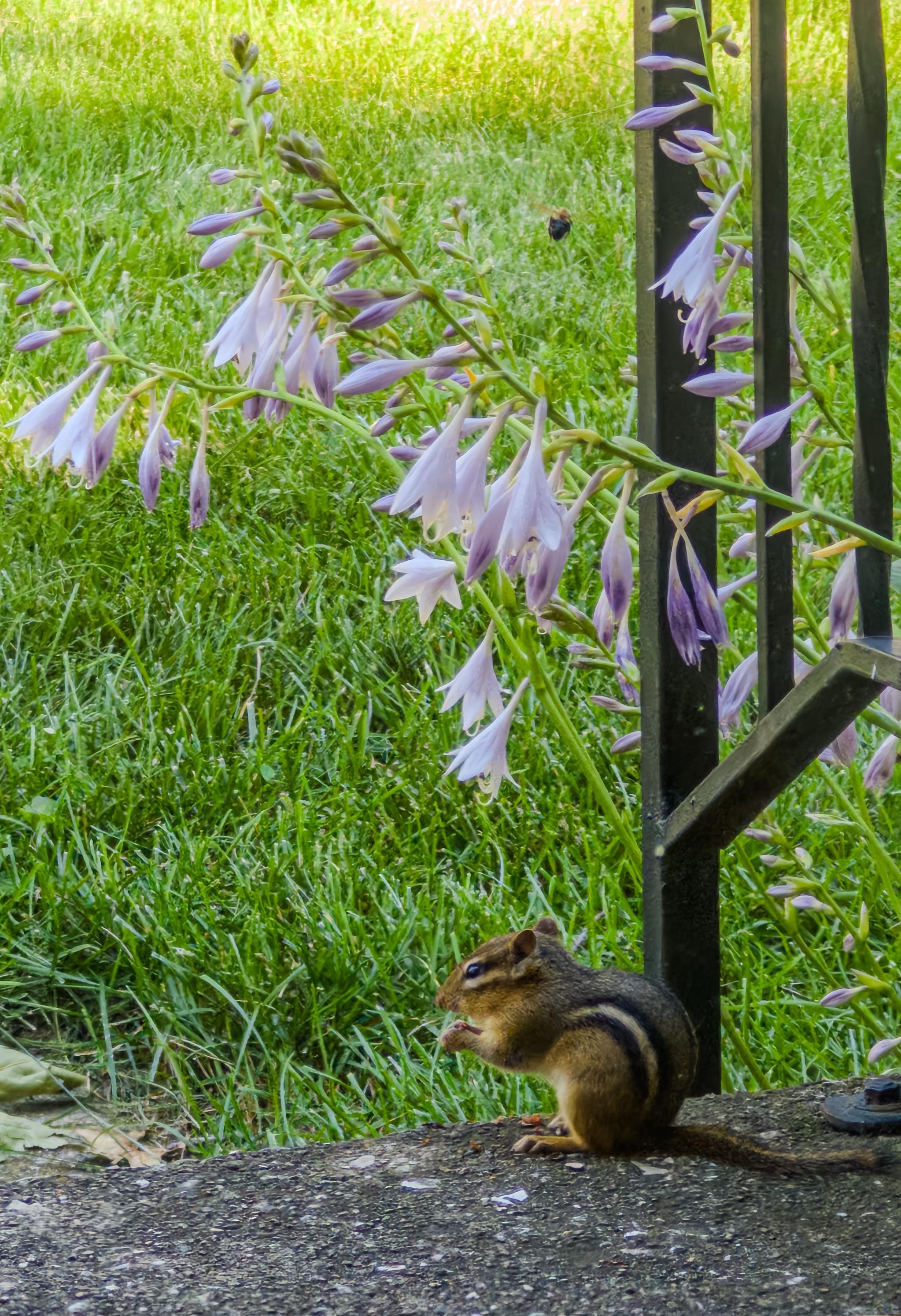 A chipmunk sits on a stone surface, eating something, with purple hosta flowers in the background and green grass surrounding the scene.  A smol bumble bee is flying above them.