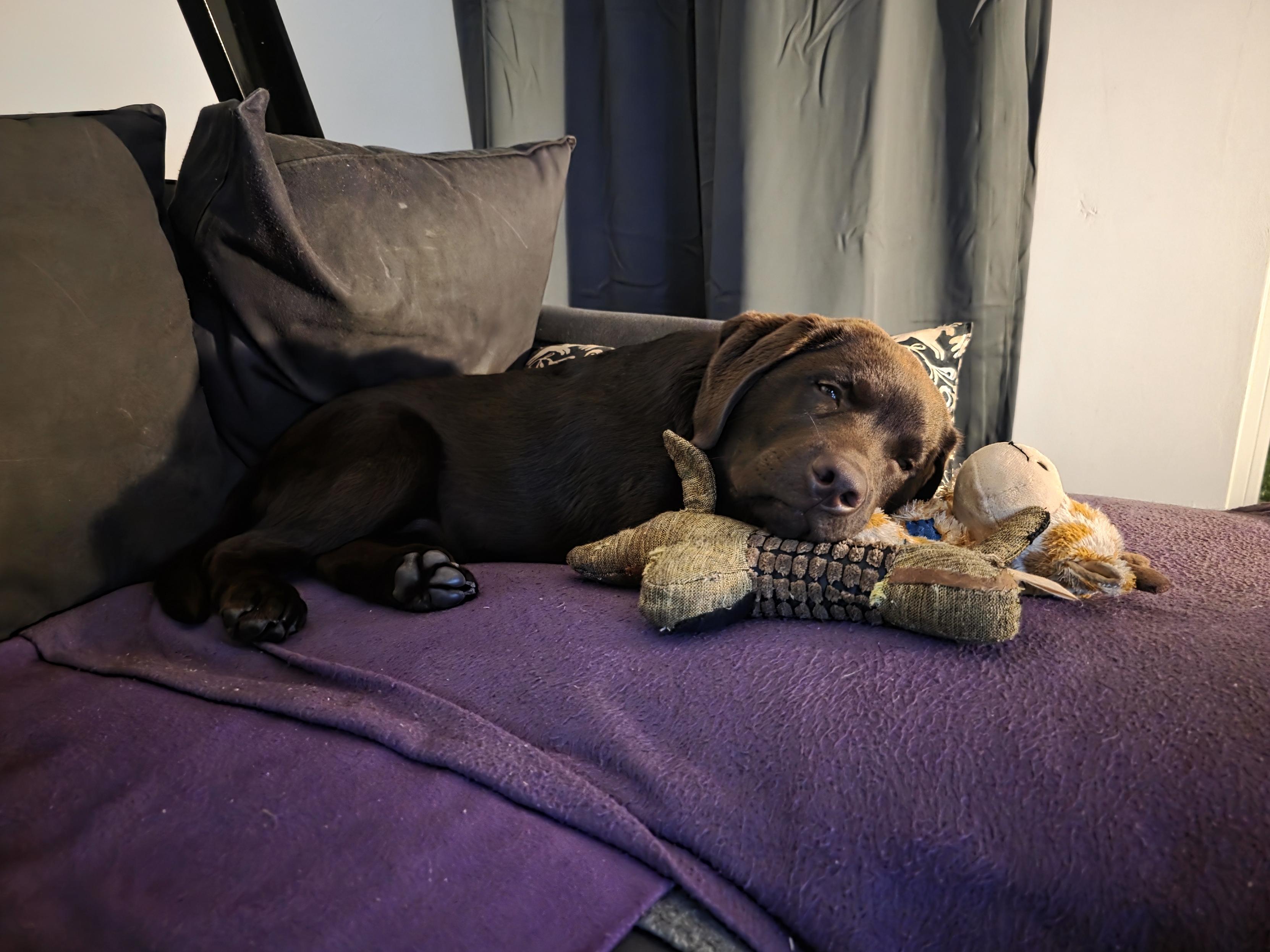 An intimate, warm-toned photograph captures Koa, a young chocolate brown Labrador Retriever pup, completely relaxed on a cozy purple couch. His glossy, dark brown coat shines gently under the soft indoor light. With a sleepy, incredibly sweet expression, he rests his heavy head comfortably on his two favorite plush toys. His chin is tucked over his beloved Kong Giraffe and his treasured green Dachshund—his very first nest plush, showing signs of being lovingly repaired several times by Cynni’s mum. Koa's eyes are half-closed in pure contentment, his floppy ears resting softly against his face, and his dark paws are curled up closely behind him. Plump, dark grey cushions line the back of the sofa, creating a safe, comfortable nest for the puppy as he drifts off into a peaceful nap, surrounded by comfort and love.