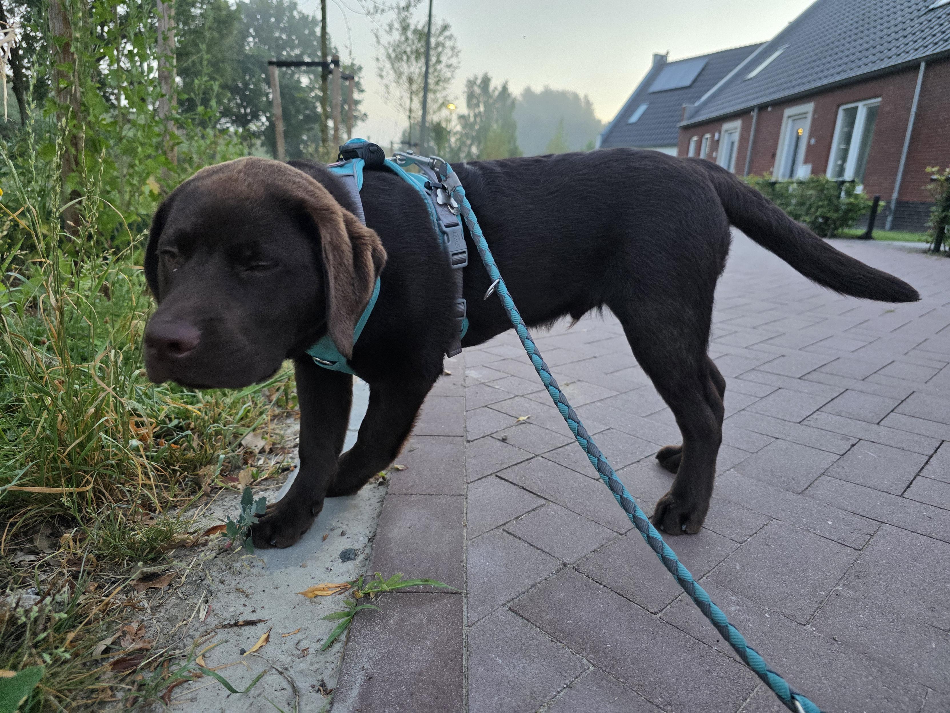 An eye-level, full-body shot captures Koa, the chocolate brown Labrador Retriever puppy, deeply immersed in his early morning walk. Wearing his vibrant teal-and-grey harness and matching braided leash, he stands along the edge of the brick sidewalk. In a wonderfully endearing and candid moment, Koa has his eyes sweetly squinted shut with his head turned toward the wild grass, looking as if he's deeply savoring a fascinating morning scent or perhaps just enjoying a gentle breeze. His rich, dark coat softly gleams in the hazy dawn light, and his velvety floppy ears frame his face perfectly as he pauses by the curb. Behind him, his tail extends out in a relaxed, content posture. The background features a quiet, misty street with modern houses, emphasizing the serene, peaceful start to his day.
