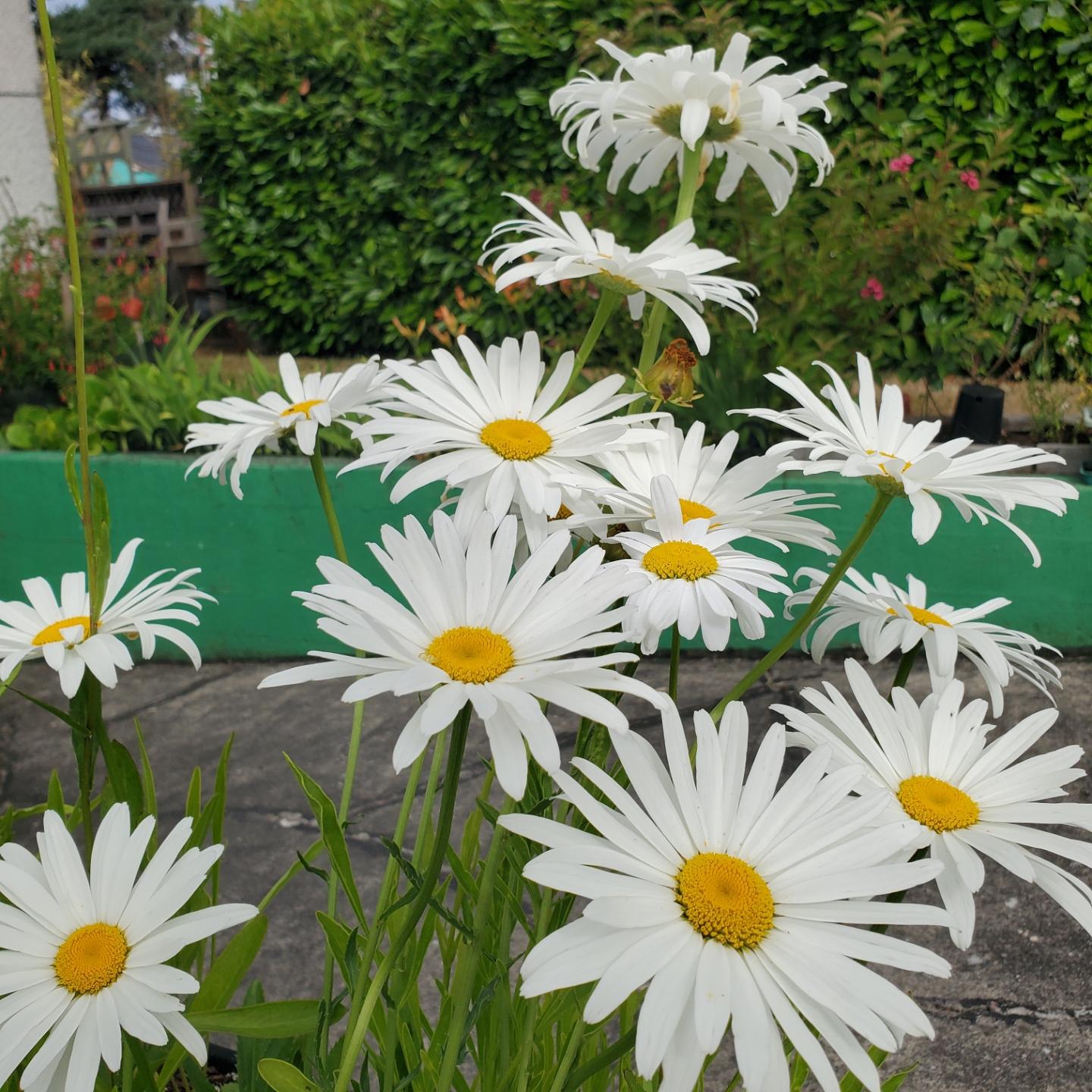 A cluster of large white Shasta daisies with yellow centers blooms in front of a green hedge and a gray paved, garage driveway area.