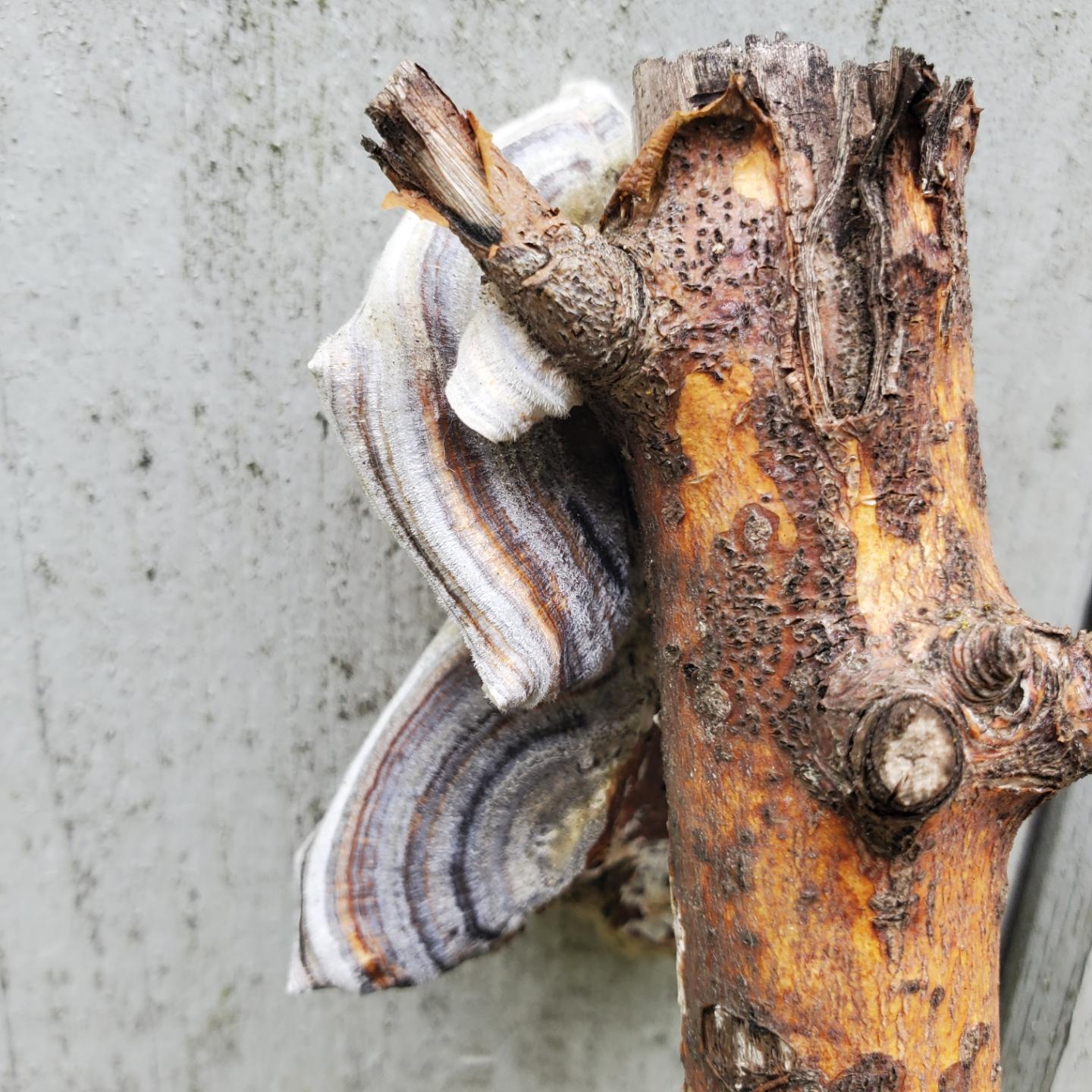 A close-up of a weathered wooden branch with several rings of colorful shelf, false turkey tail, fungi, growing on it.