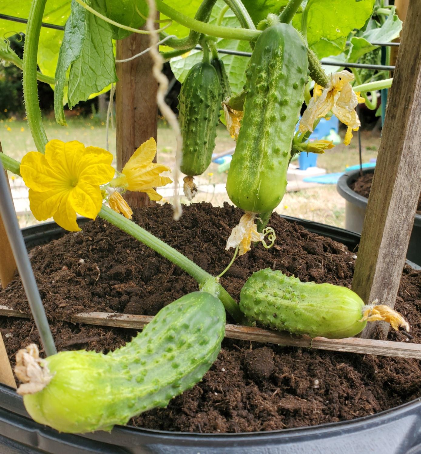 A close-up view of young cucumbers growing in a dark pot filled with rich soil. A vibrant yellow cucumber flower blooms to the left, with developing green cucumbers of various sizes hanging from vines above and resting on stakes within the pot.