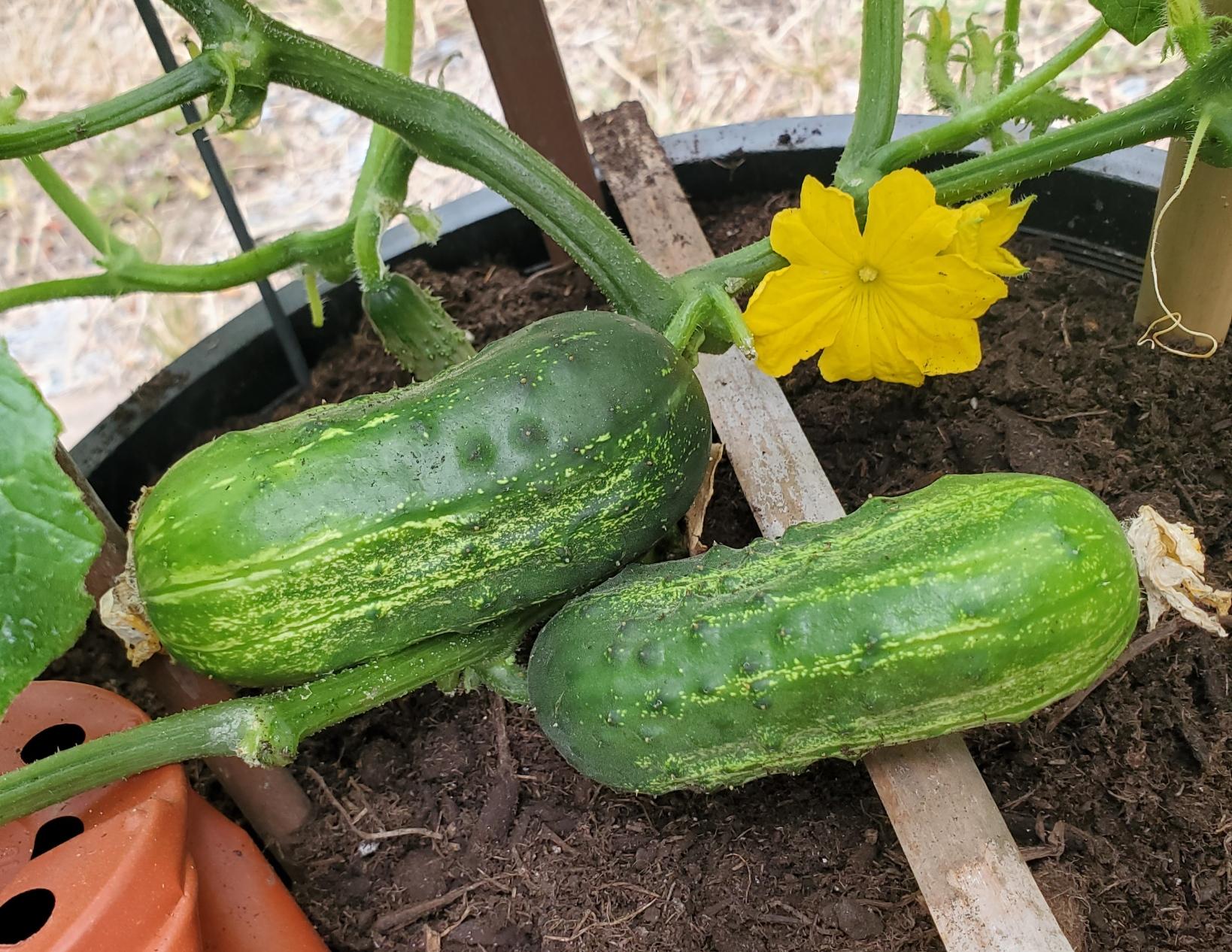 Two young cucumbers with green skin and light green stripes are growing on a vine next to a bright yellow cucumber flower in dark soil.