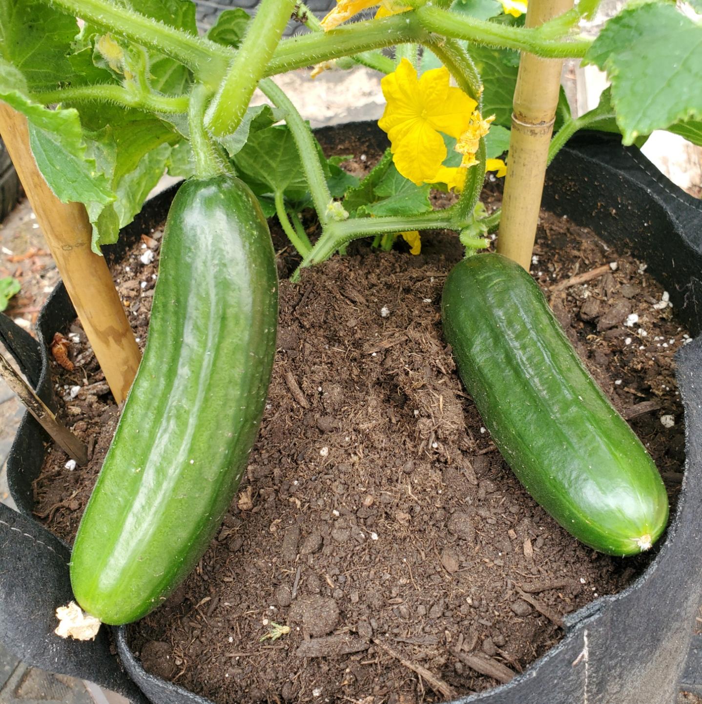 Two ripe green cucumbers, with shiny smooth skins, grow on a vine supported by bamboo stakes in a fabric planter filled with dark soil. A bright yellow cucumber flower blooms nearby.